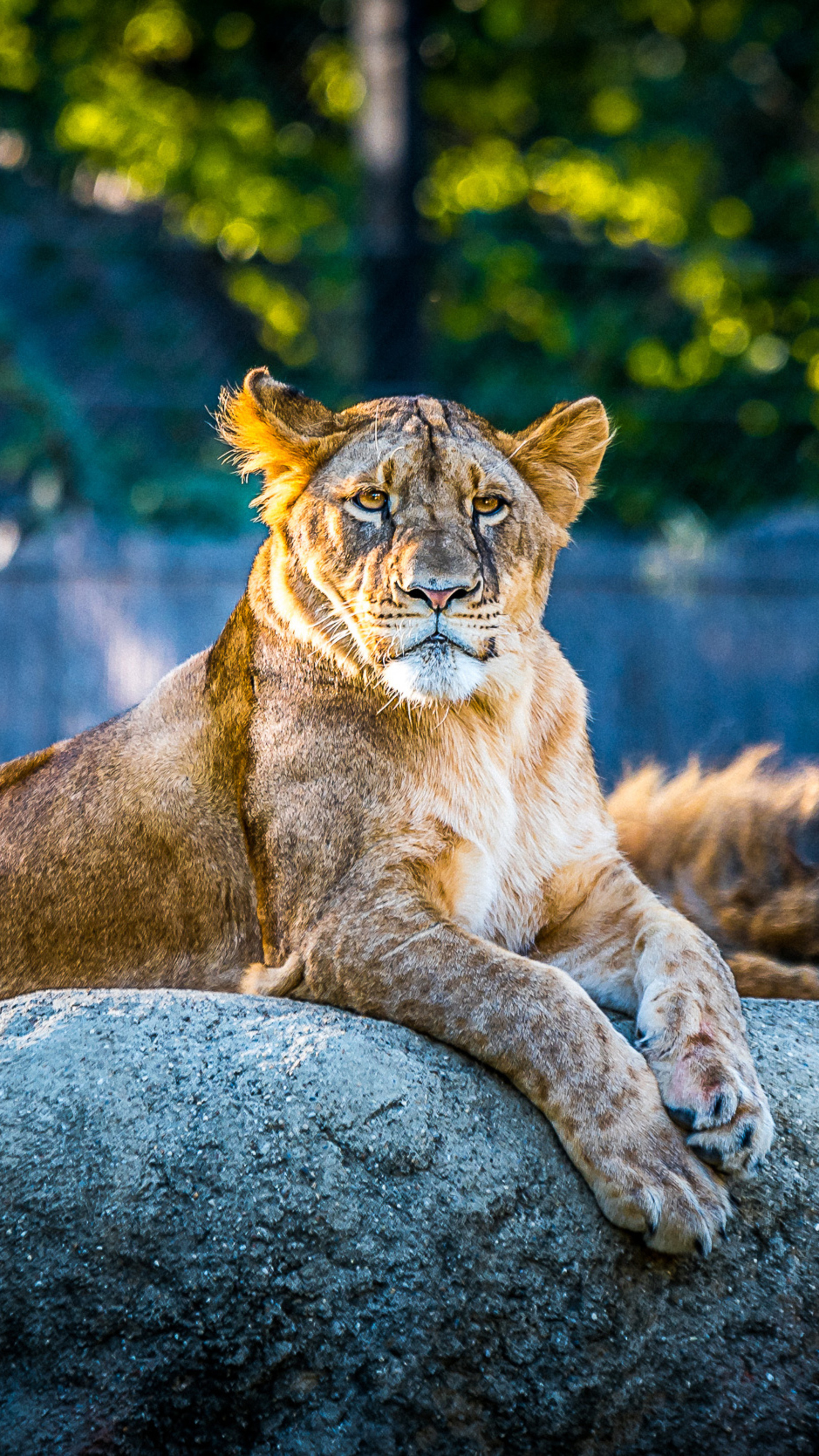 Asiatic lioness, Wild Animals Wallpaper, 2160x3840 4K Phone