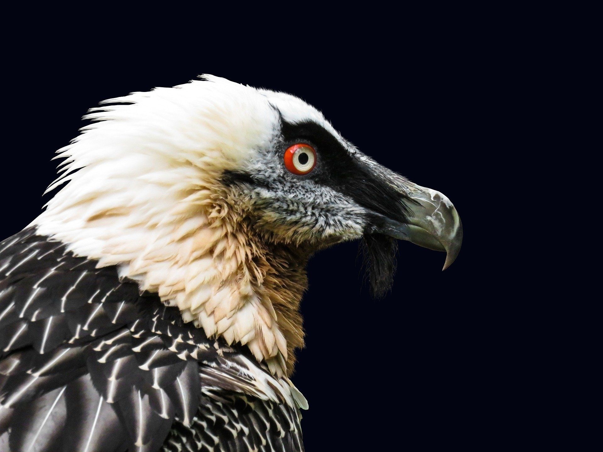 Bearded Vulture, Stunning wallpapers, Striking backgrounds, HD images, 1920x1440 HD Desktop