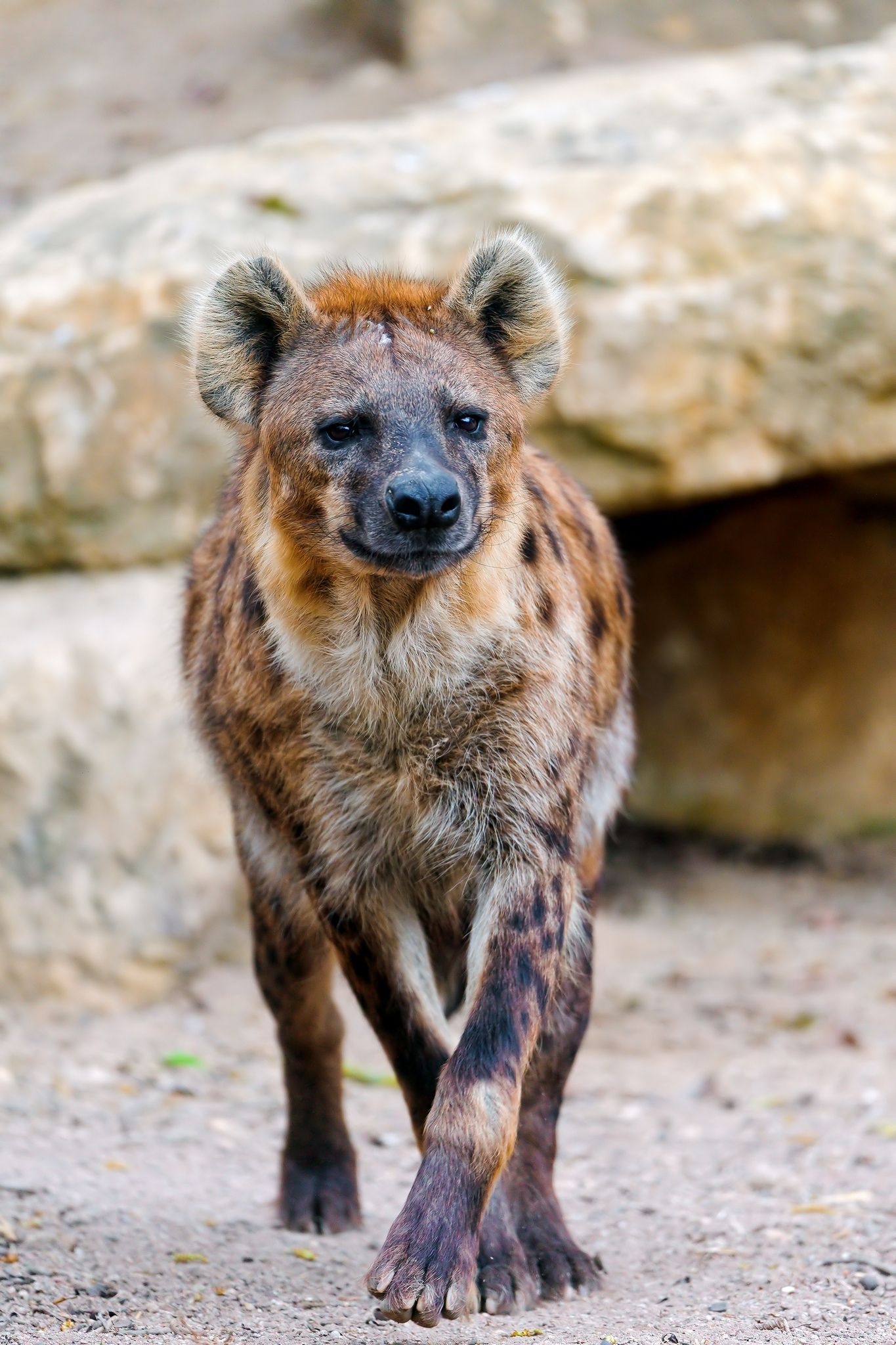 Hyena, Walking Spotted, 1370x2050 HD Phone