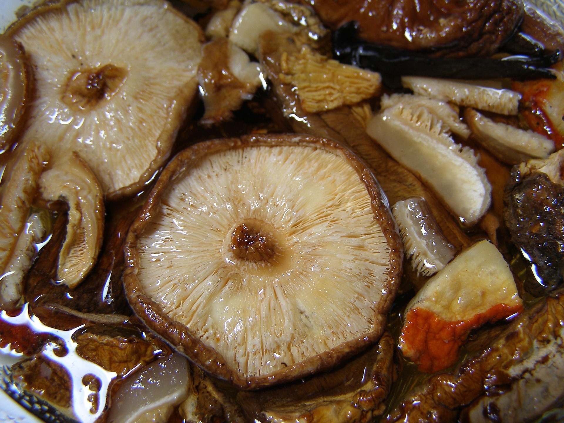 Shiitake, Shiitake, Shiitake, Shiitake, 1920x1440 HD Desktop