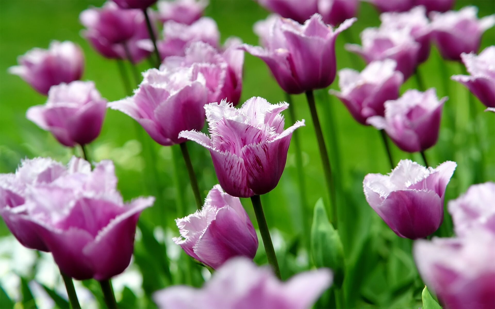 Louvre, Tulips Wallpaper, 1920x1200 HD Desktop