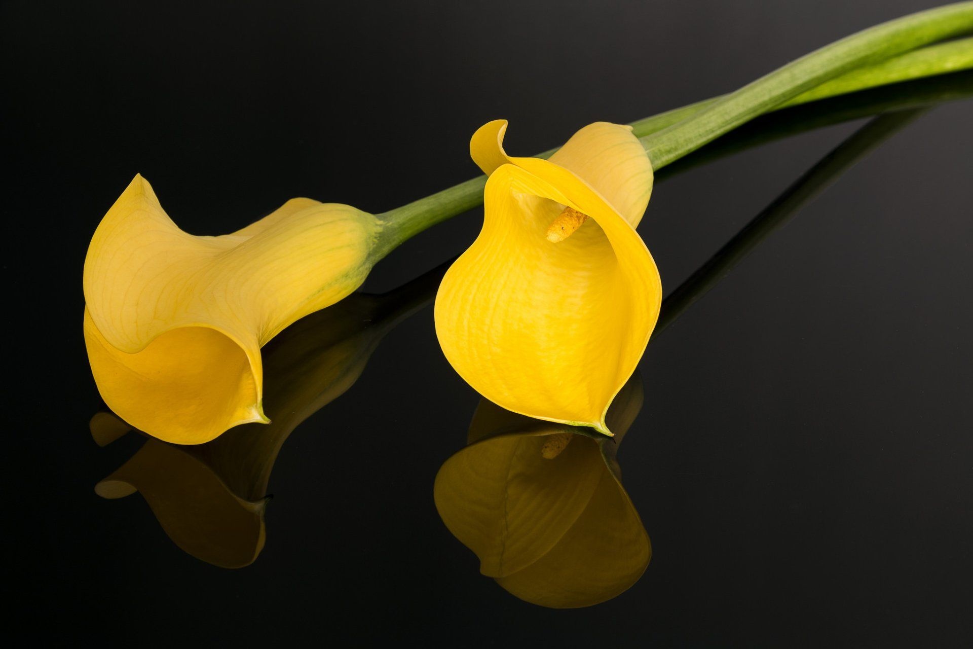 Calla Lily, Earthy beauty, Reflective charm, Floral delight, 1920x1280 HD Desktop