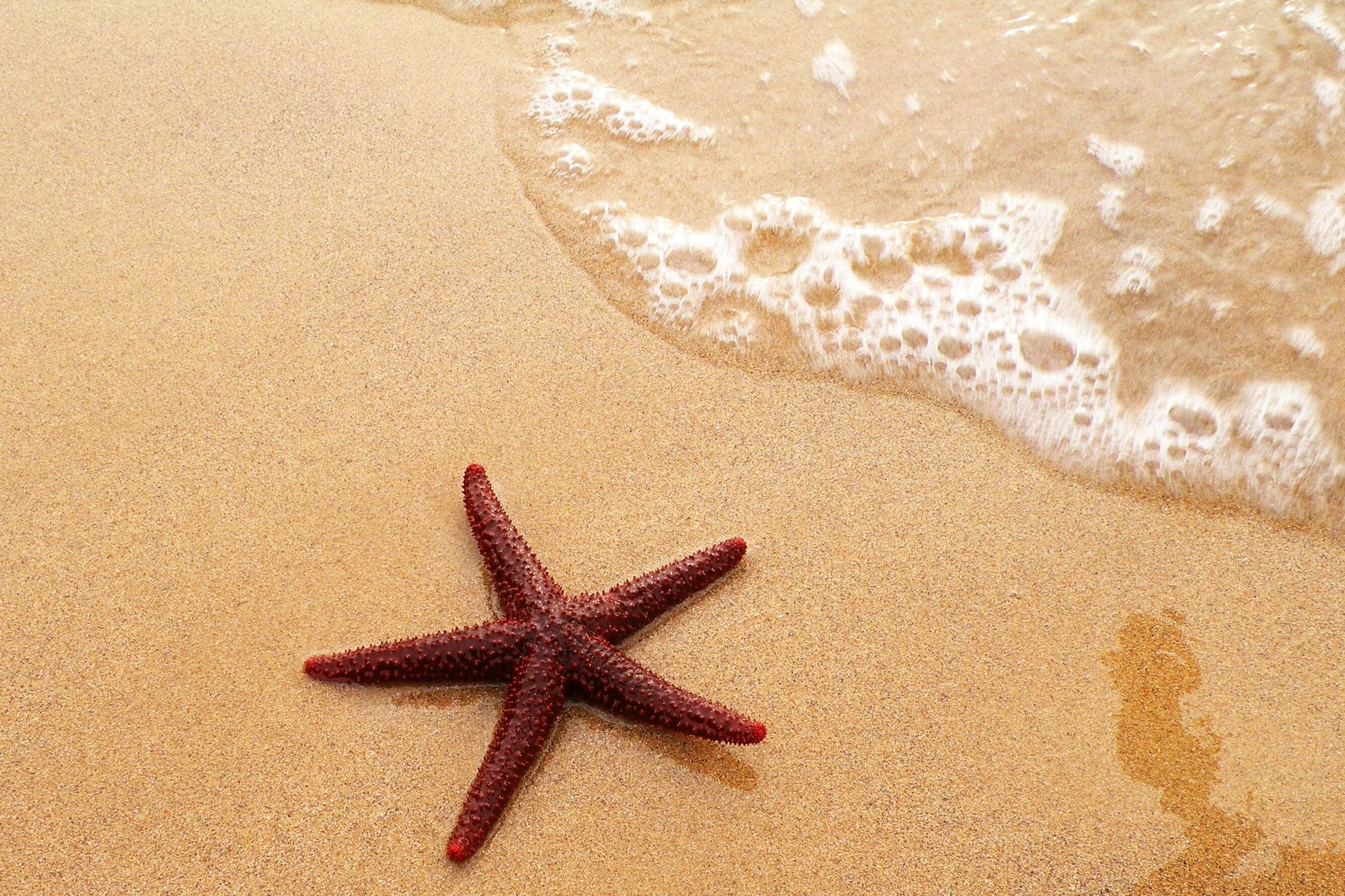 Starfish ocean sea, Fish bokeh, Desktop mobile backgrounds, 2680x1780 HD Desktop