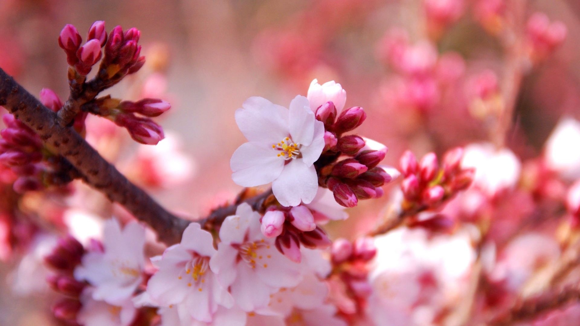 Pink sakura blossom, Cherry blossom flower buds, Blooming cherry tree branch, Full HD Desktop wallpaper