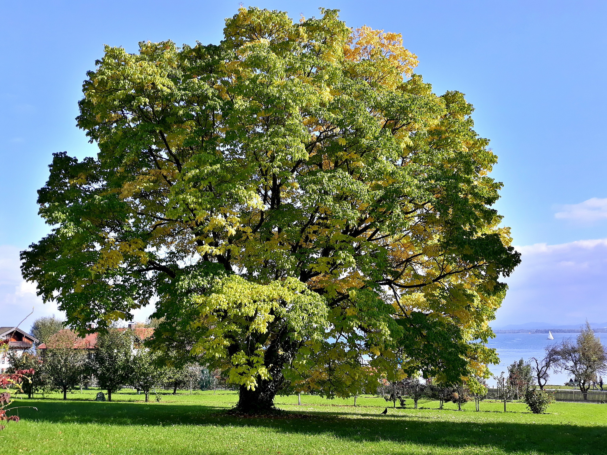 Linden Tree, pracht baum, herrenchiemsee, samerberger, 2050x1540 HD Desktop