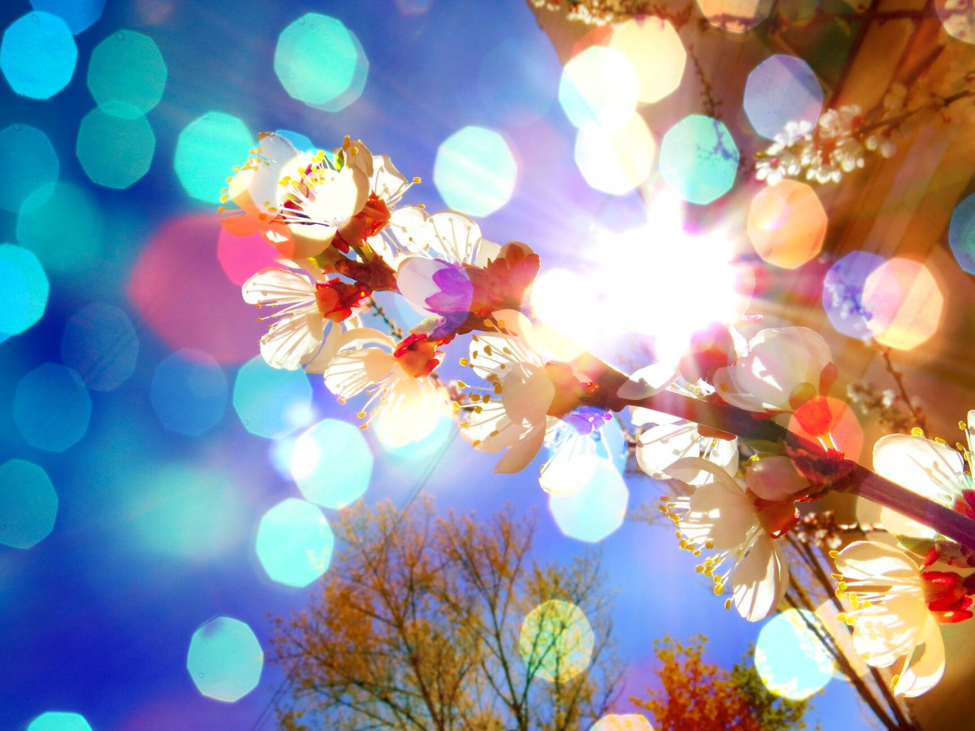 Blossom, Lens Flare Wallpaper, 1920x1440 HD Desktop