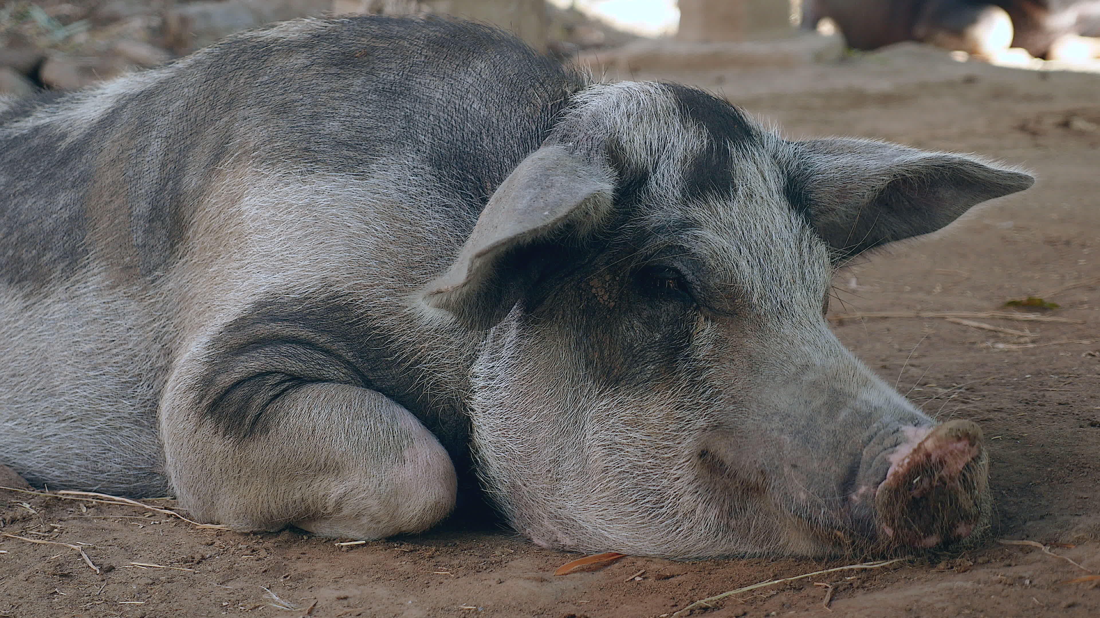 Spotted farm pig, Lying down peacefully, Country living, Farm lifestyle, 3840x2160 4K Desktop