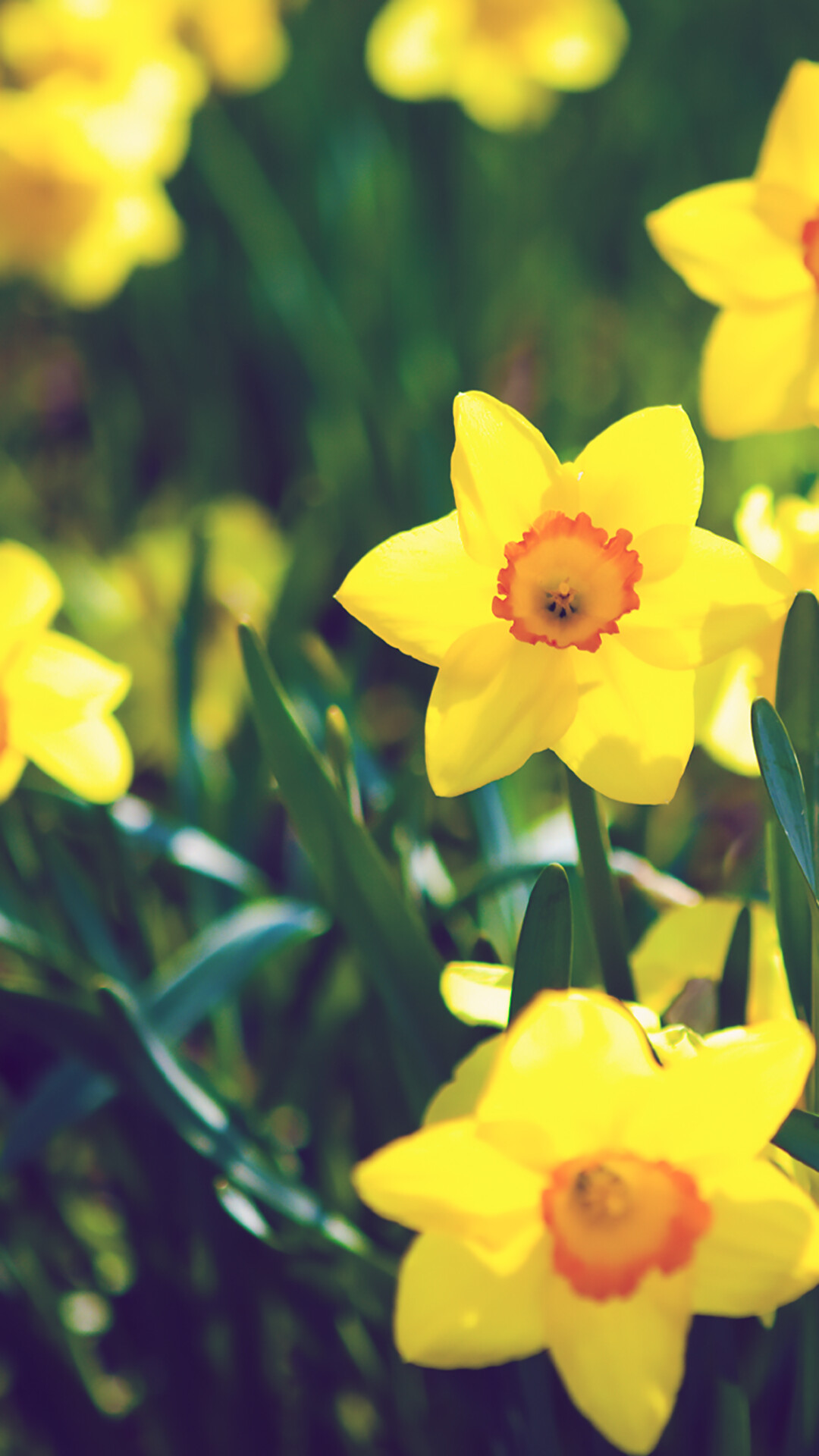Creative lockscreens, Artistic nature, Green and yellow, HD iPhone, 1080x1920 Full HD Phone