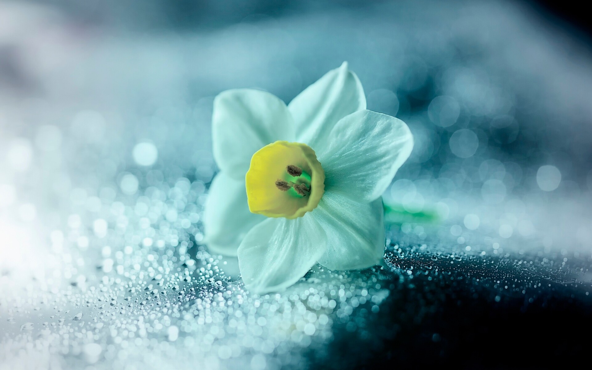 Daffodil flower petals, Drops, 1080p resolution, HD wallpapers, 1920x1200 HD Desktop