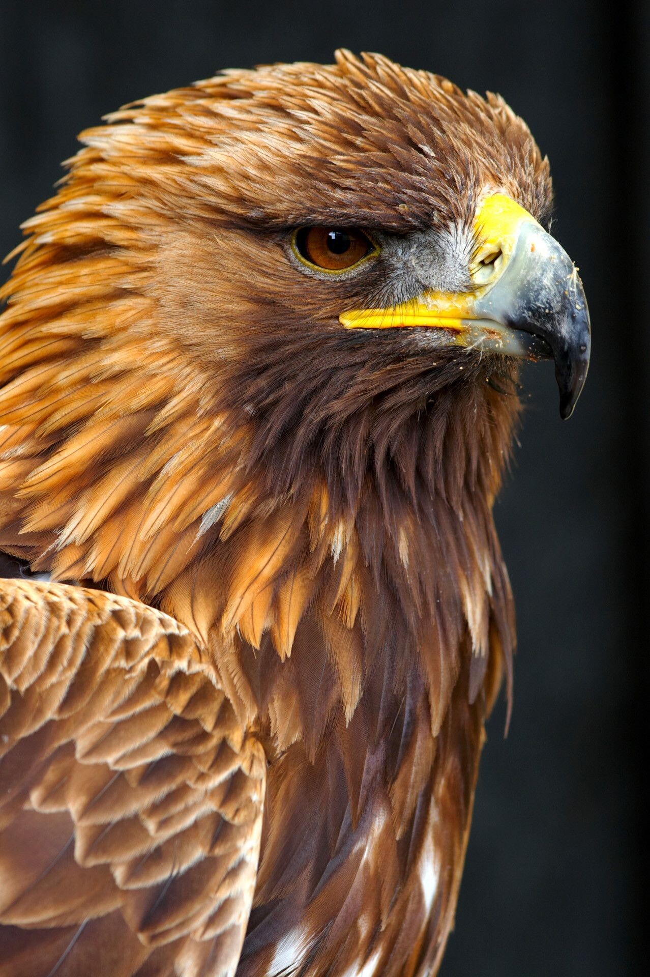 Golden eagle phone wallpapers, Glittering beauty, Luxurious backgrounds, Stunning details, 1280x1920 HD Phone