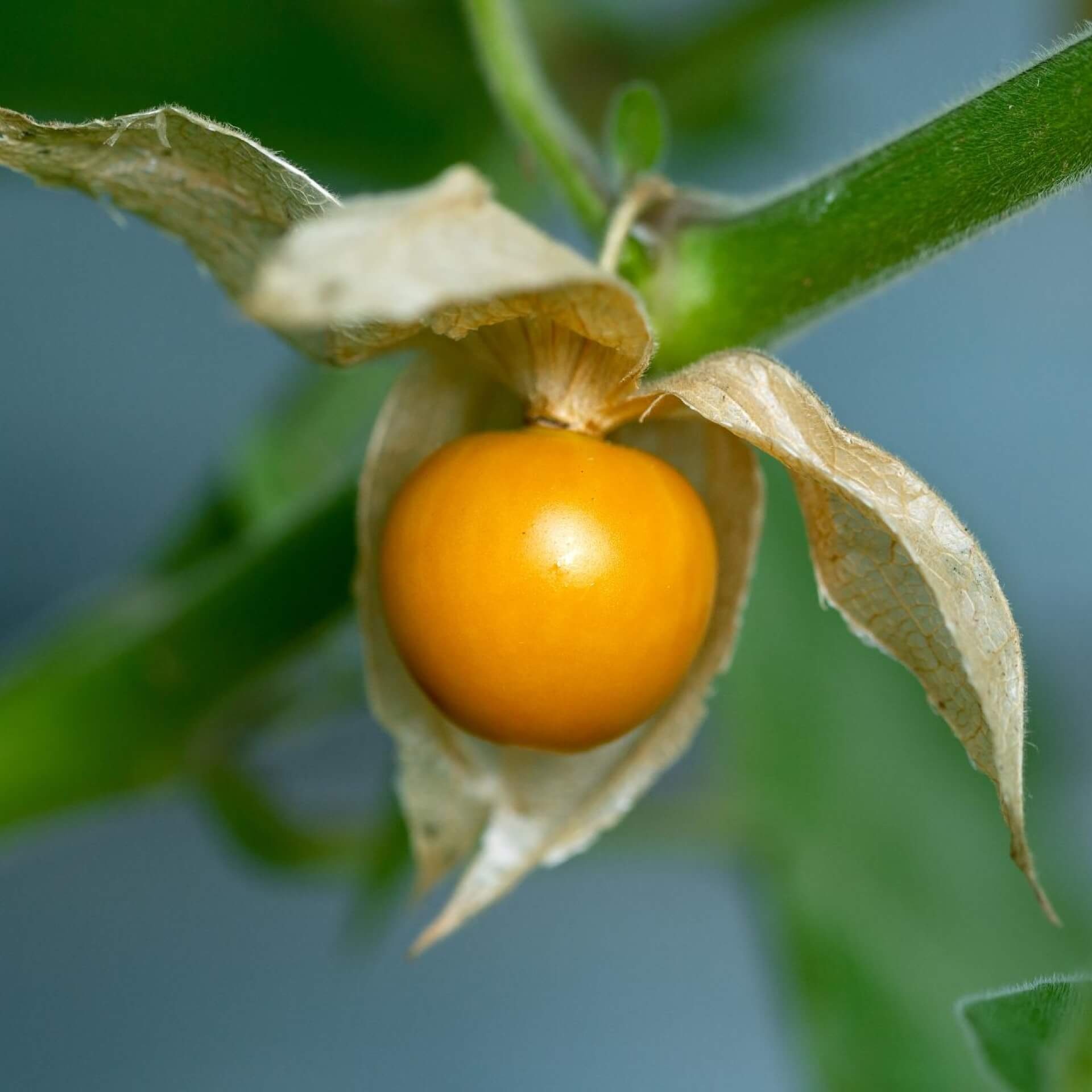 Physalis, Kapstachelbeere, Pflanzenportrait, Botanical identity, 1920x1920 HD Phone