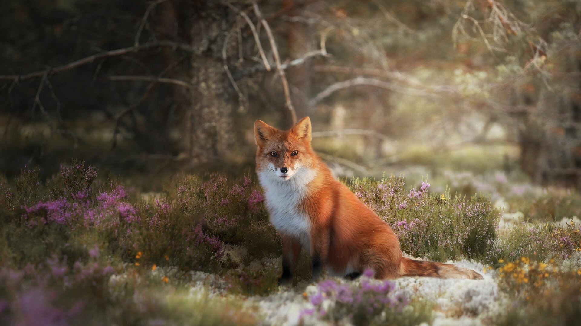 Wildlife meadow, Red fox beauty, Majestic animal, Enchanting nature, 1920x1080 Full HD Desktop