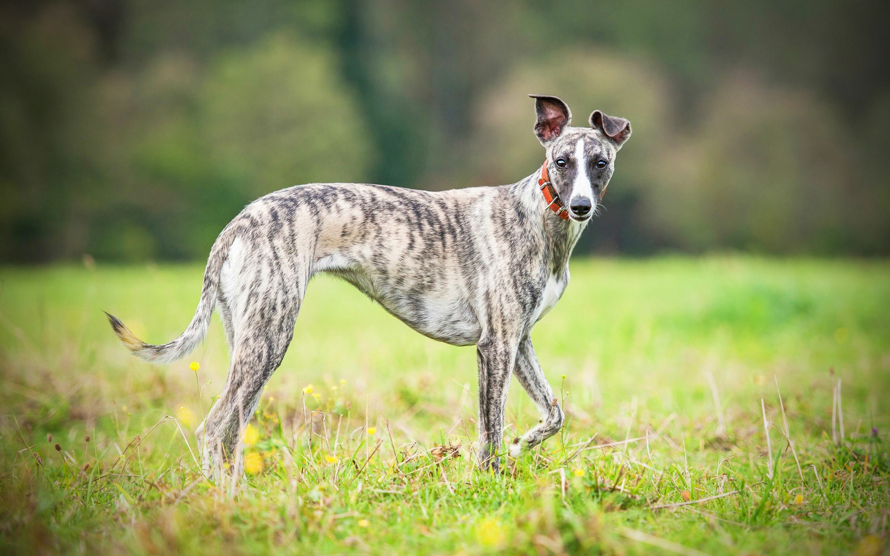 Brindle, Whippets Wallpaper, 2880x1800 HD Desktop