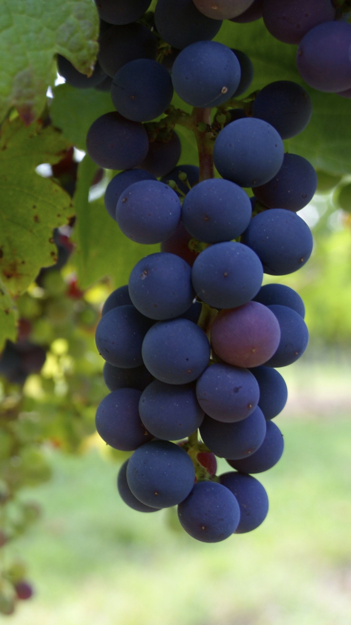 Delicious food, Tempting grapes, Fresh fruit, Mouth-watering, 1440x2560 HD Phone