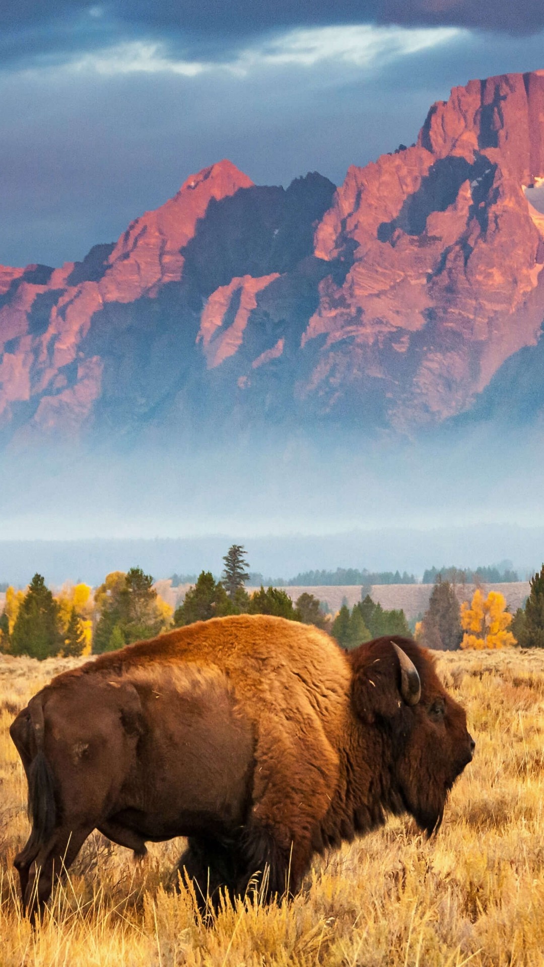 Bison, USA, Bing Microsoft, 4K, 1080x1920 Full HD Phone