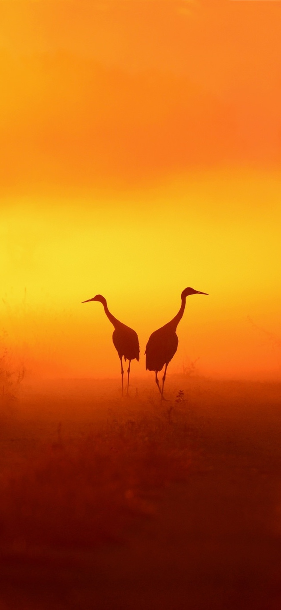 Crane iPhone wallpapers, HD & 4K background, Stunning bird photography, Feathered beauty, 1130x2440 HD Phone