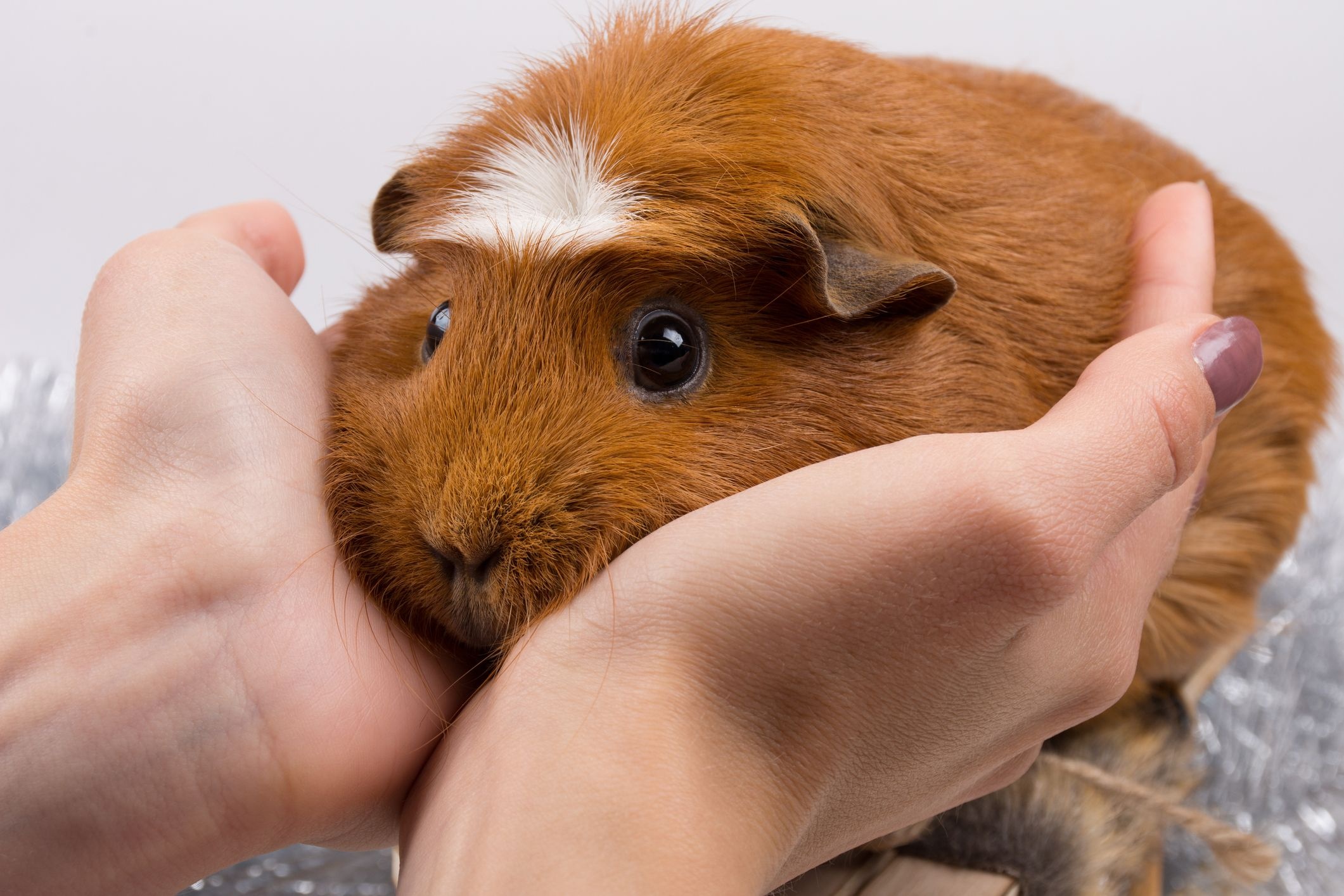 Guinea Pig, Unique piggy types, Furry cuties, Adorable variety, 2130x1420 HD Desktop