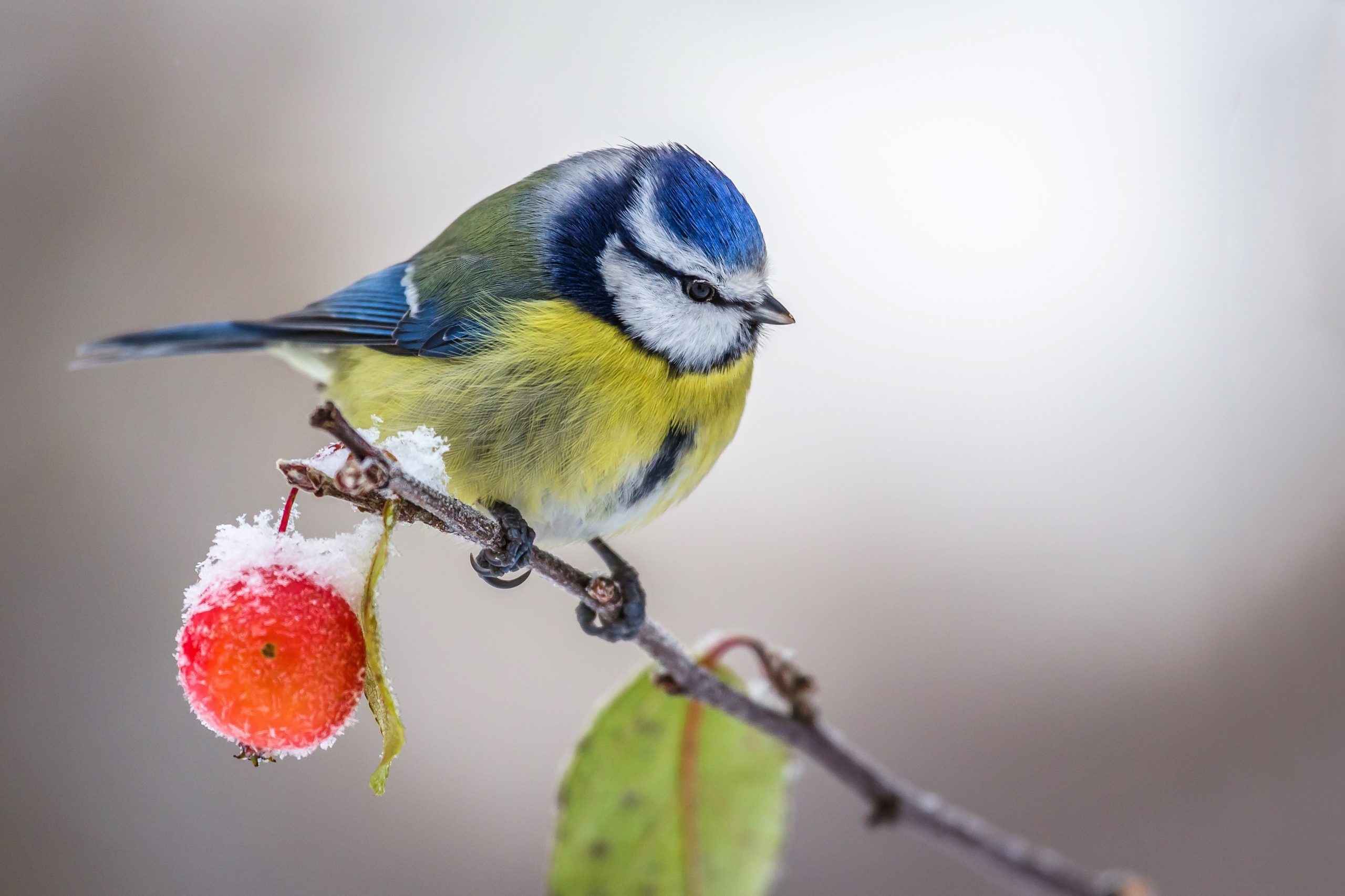 Britain's Tit Species, Identification Guide, Top Songbirds, Countryfile Tips, 2560x1710 HD Desktop