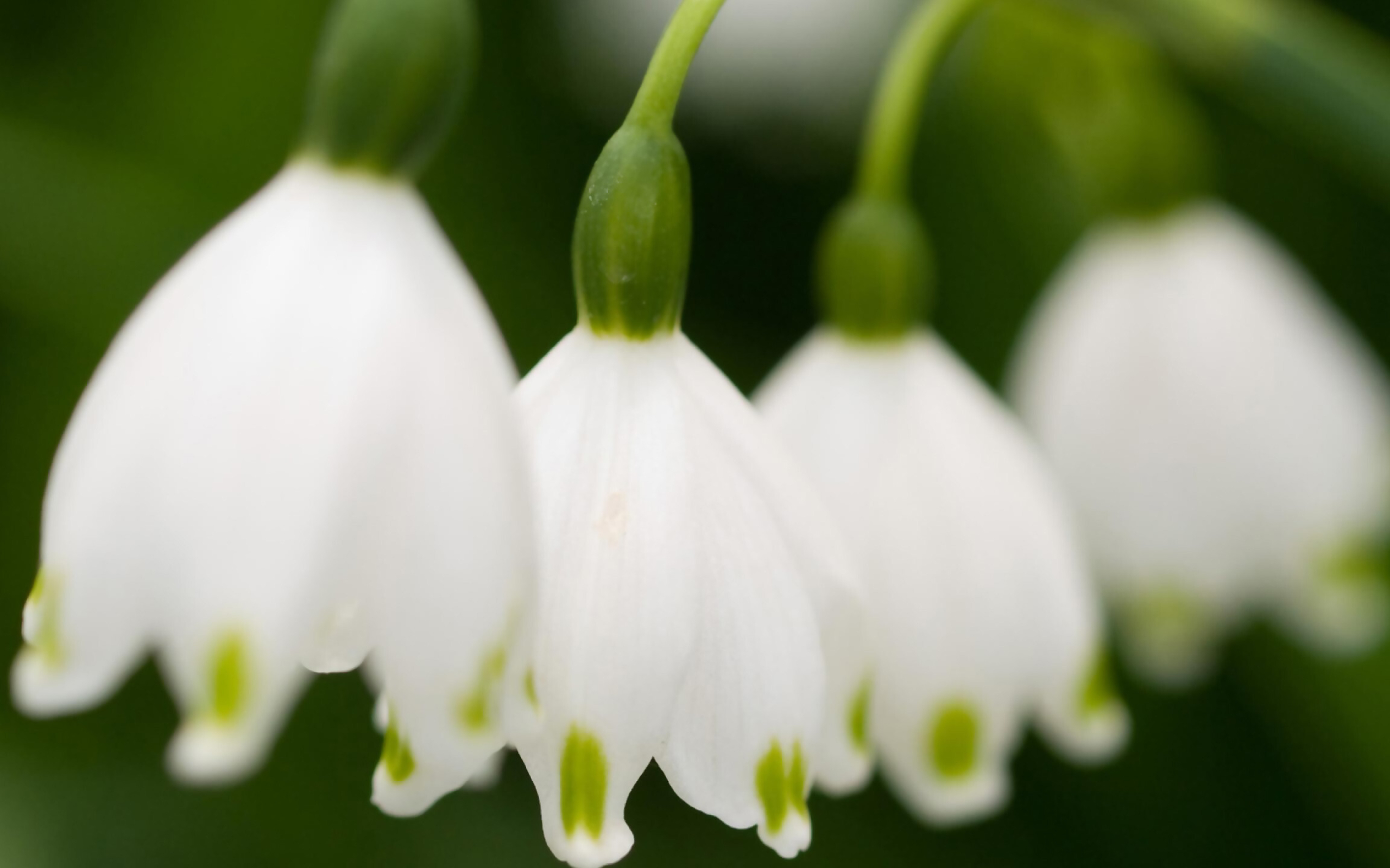 Close-up, Lilies of the Valley Wallpaper, 2560x1600 HD Desktop