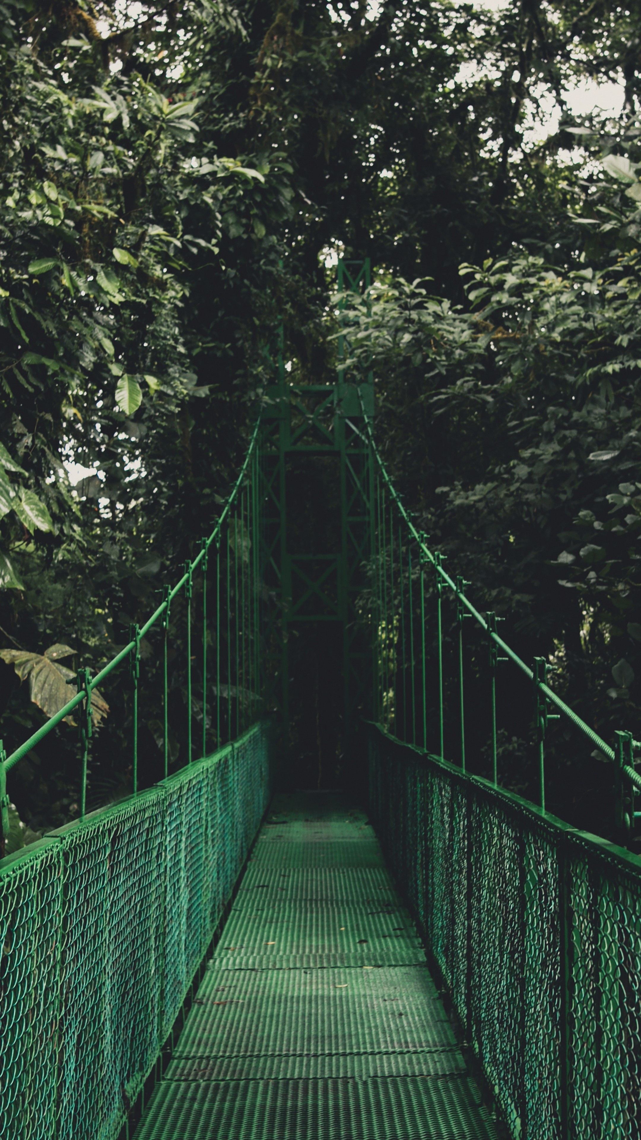 Bridge trees foliage wallpaper, Natural beauty, 2160x3840 4K Phone