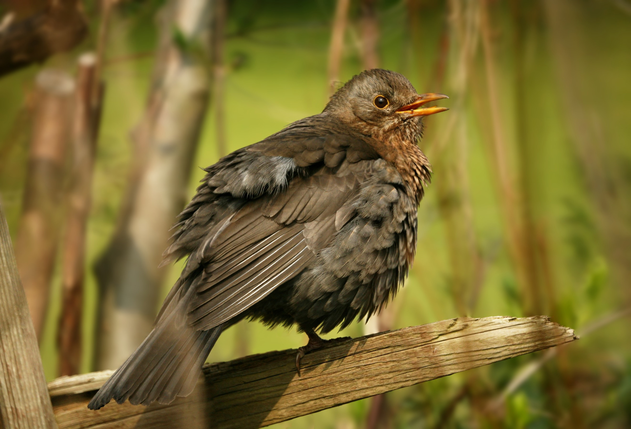 Common Blackbird, HQ wallpapers, Beautiful bird species, Feathered creature, 2650x1800 HD Desktop