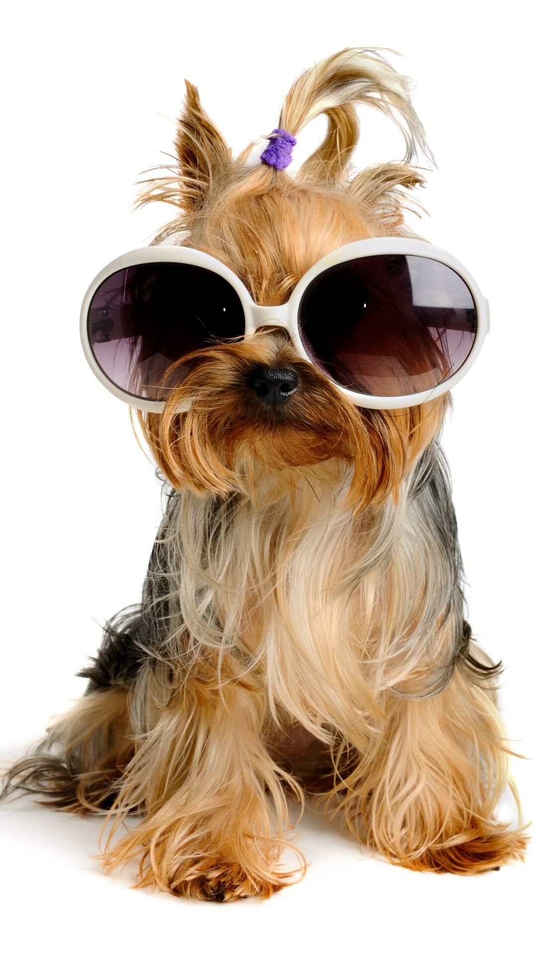 Sunglasses, Yorkshire Terrier Wallpaper, 1080x1920 Full HD Phone