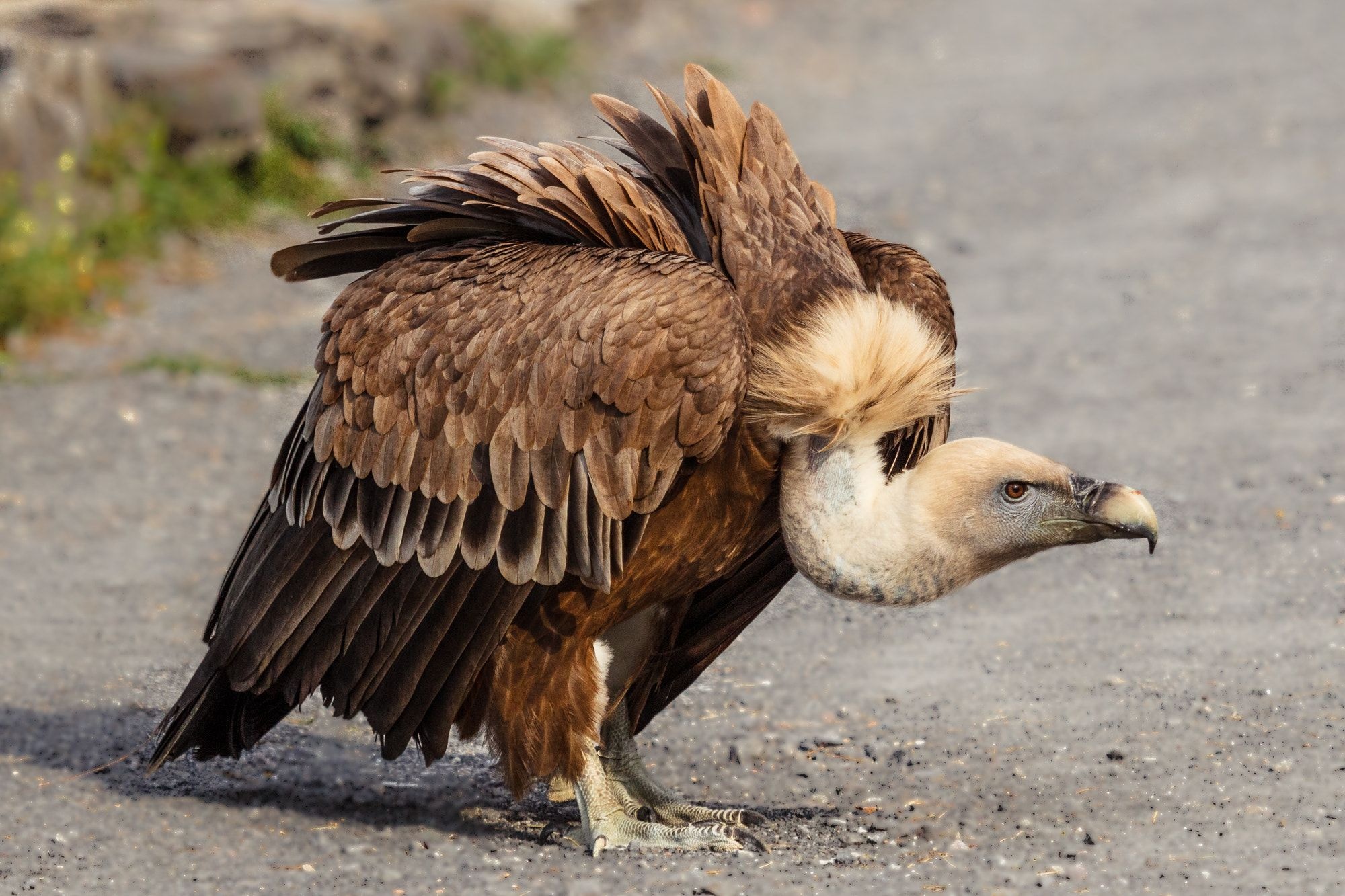 Griffon Vulture Bald, Eagle Vulture animals, Mesmerizing creatures, 2000x1340 HD Desktop