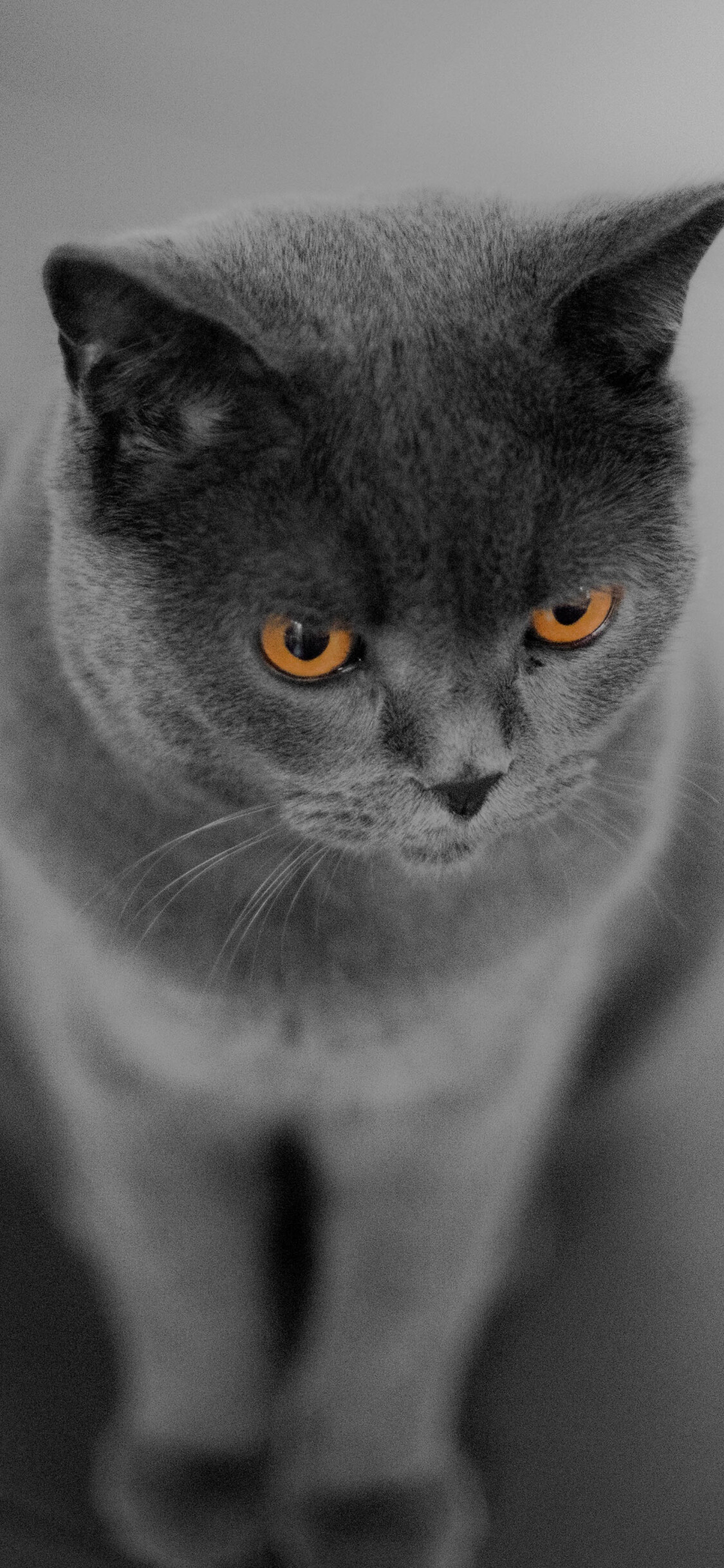 British Cat, Curious orange-eyed cat, iPhone X wallpaper, HD background, 1130x2440 HD Phone