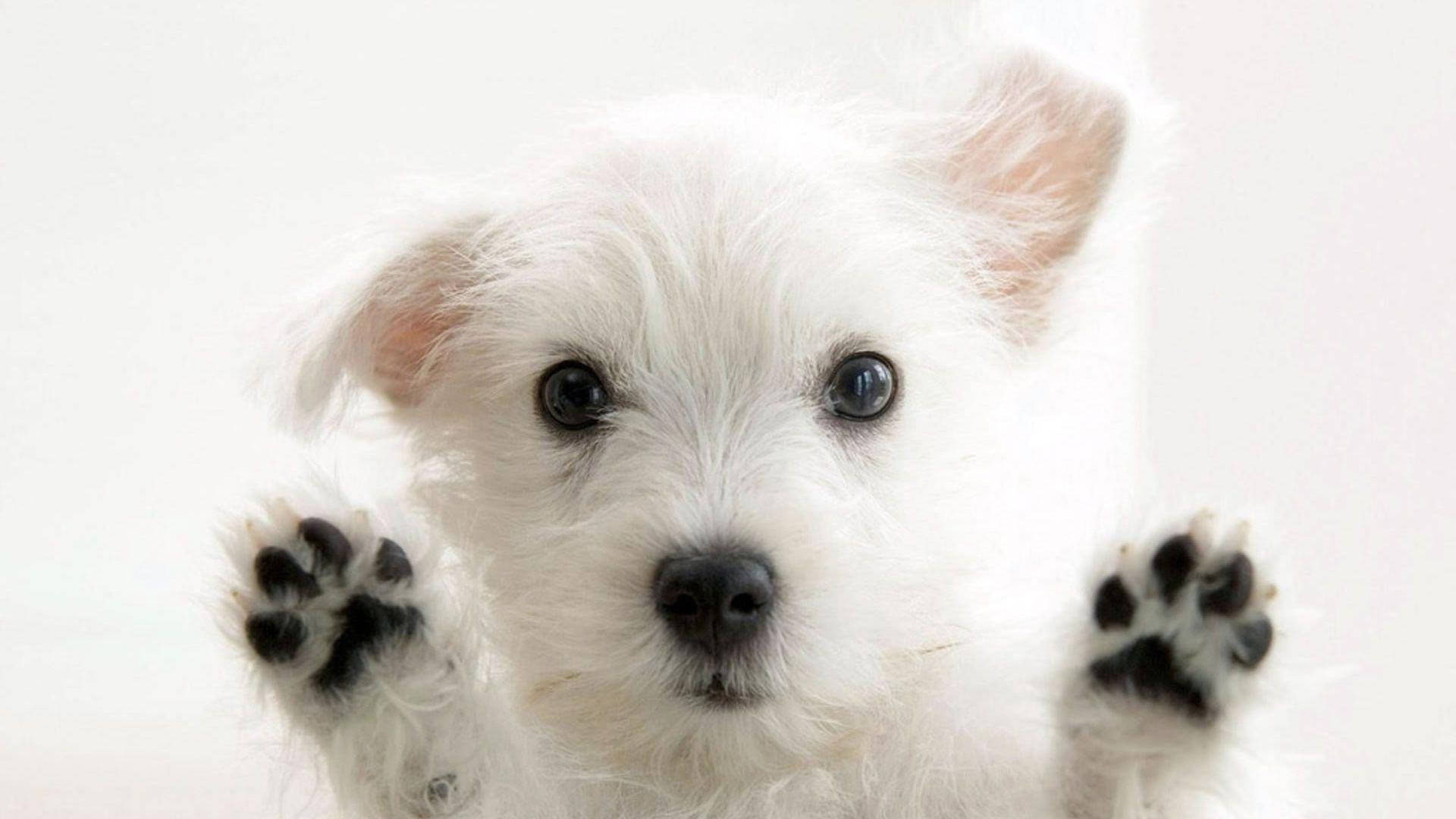 Morkie Puppy, Fluffy Cute, Adorable Dog, White Fur, Pet Companions, 1920x1080 Full HD Desktop