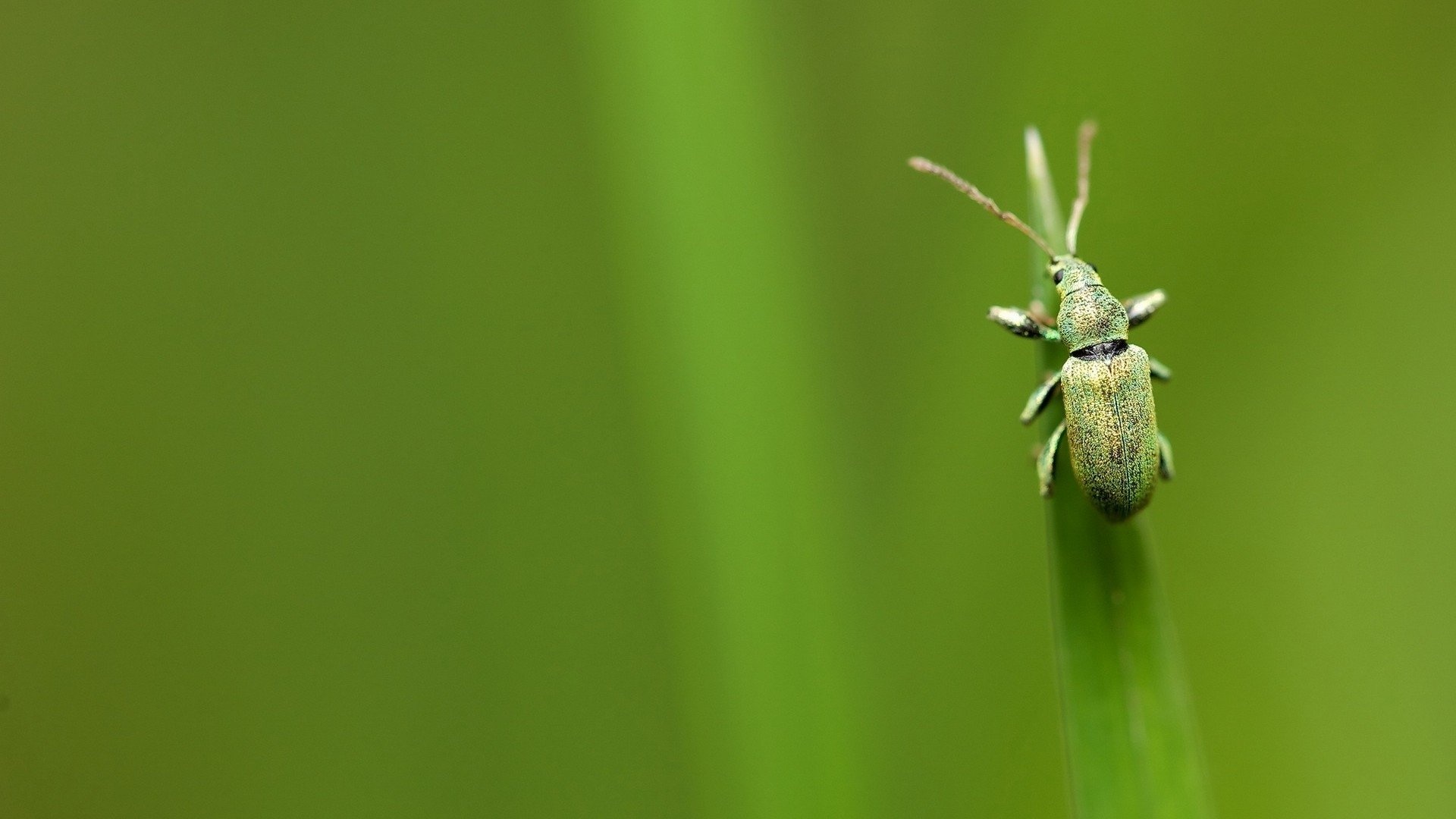 Phyllobius, Insects Wallpaper, 1920x1080 Full HD Desktop
