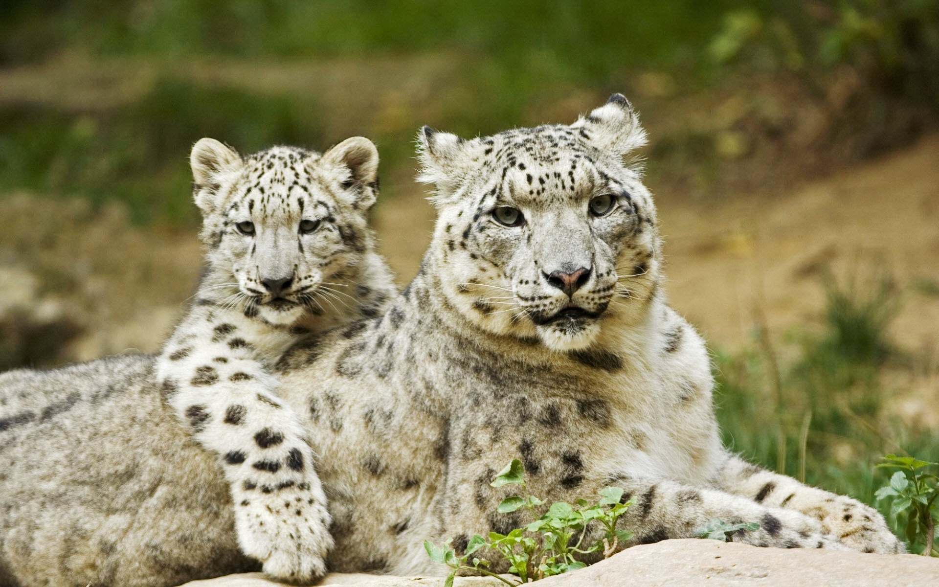 Stunning snow leopard, Nature stones, Irbis rain, Cats section, 1920x1200 HD Desktop