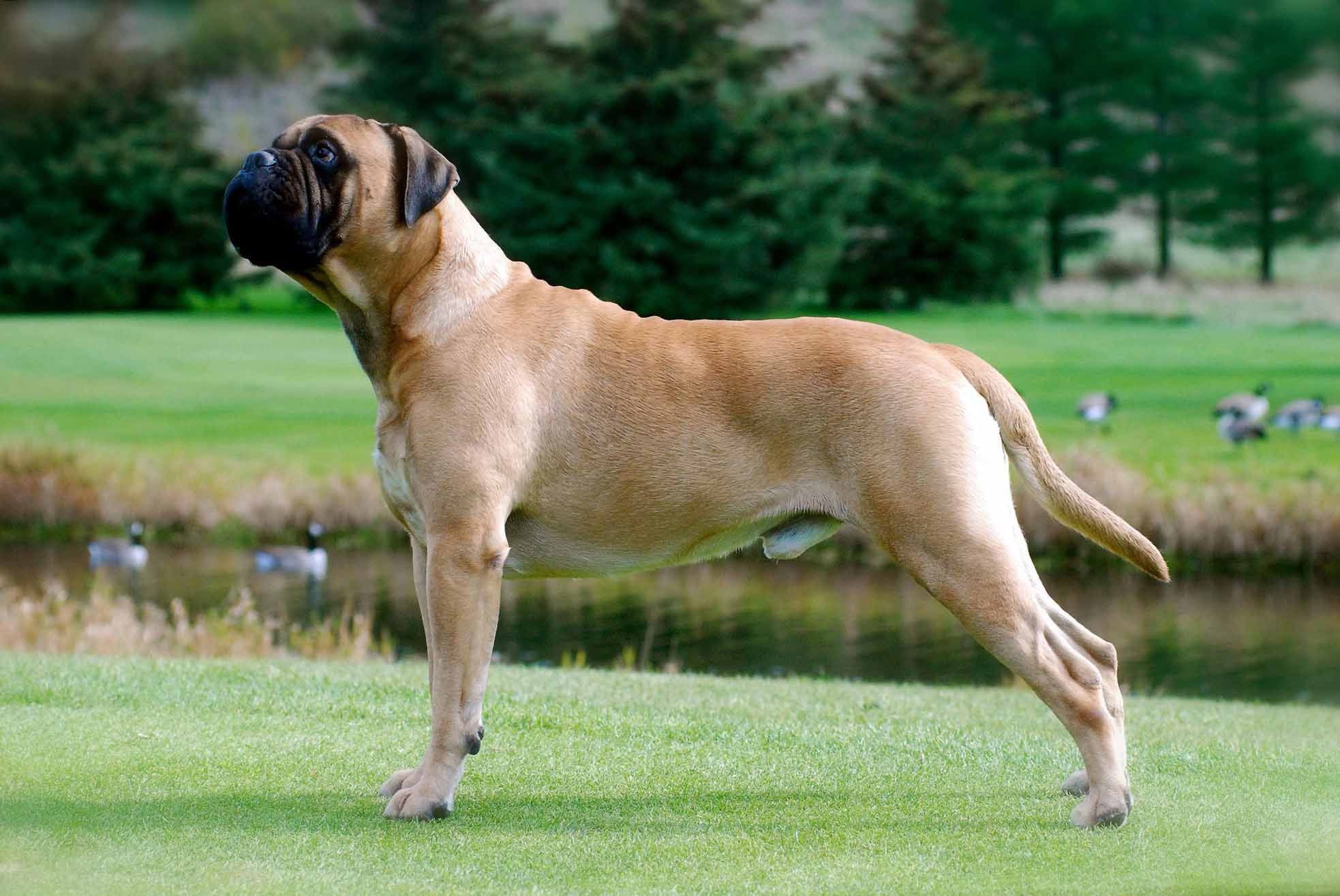 Bullmastiff for desktop, HD wallpapers, Majestic canines, Stunning presence, 1970x1320 HD Desktop