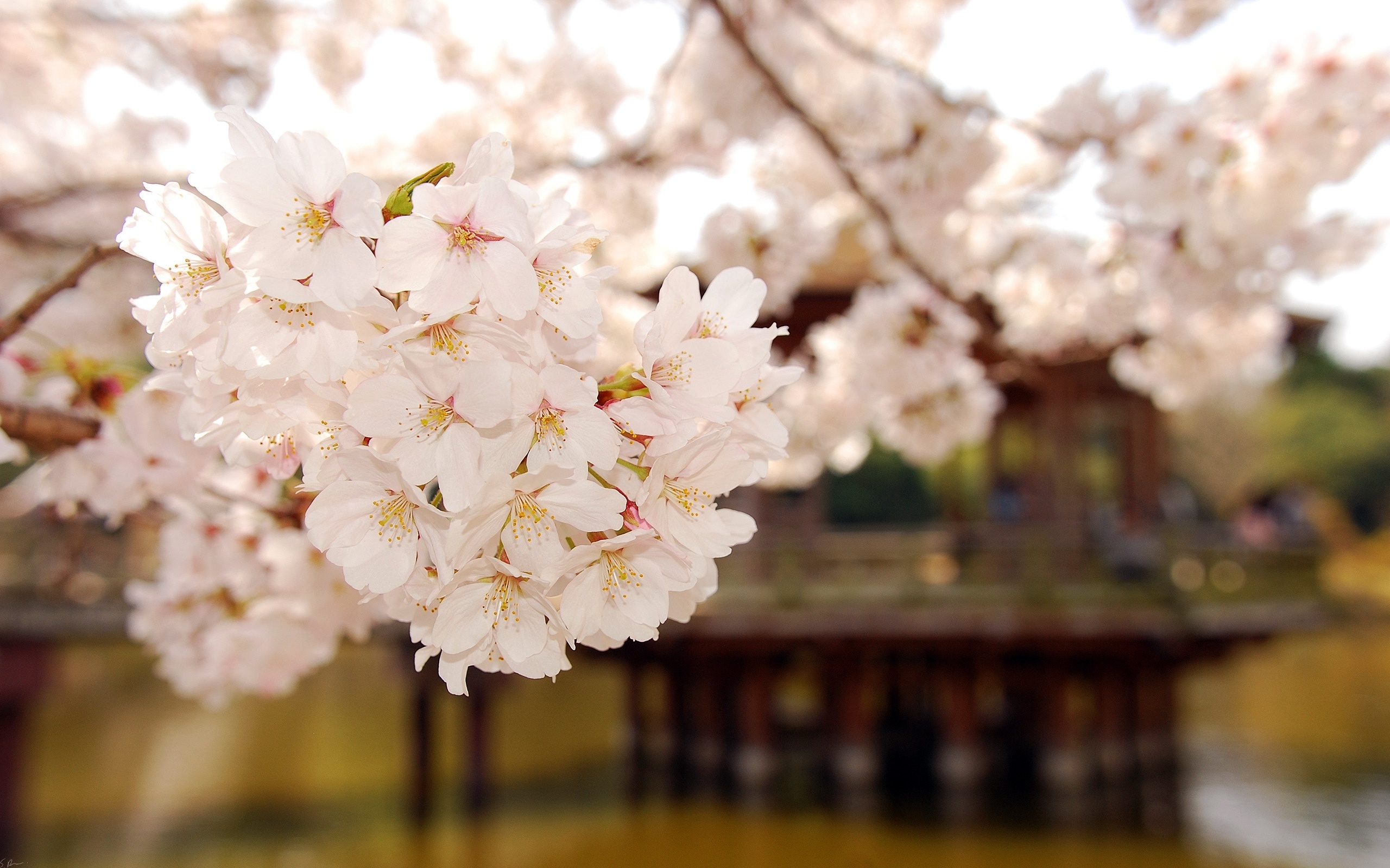 White sakura blossom cluster, Traditional wooden water pavilion, Blurred spring pond background, HD Desktop wallpaper