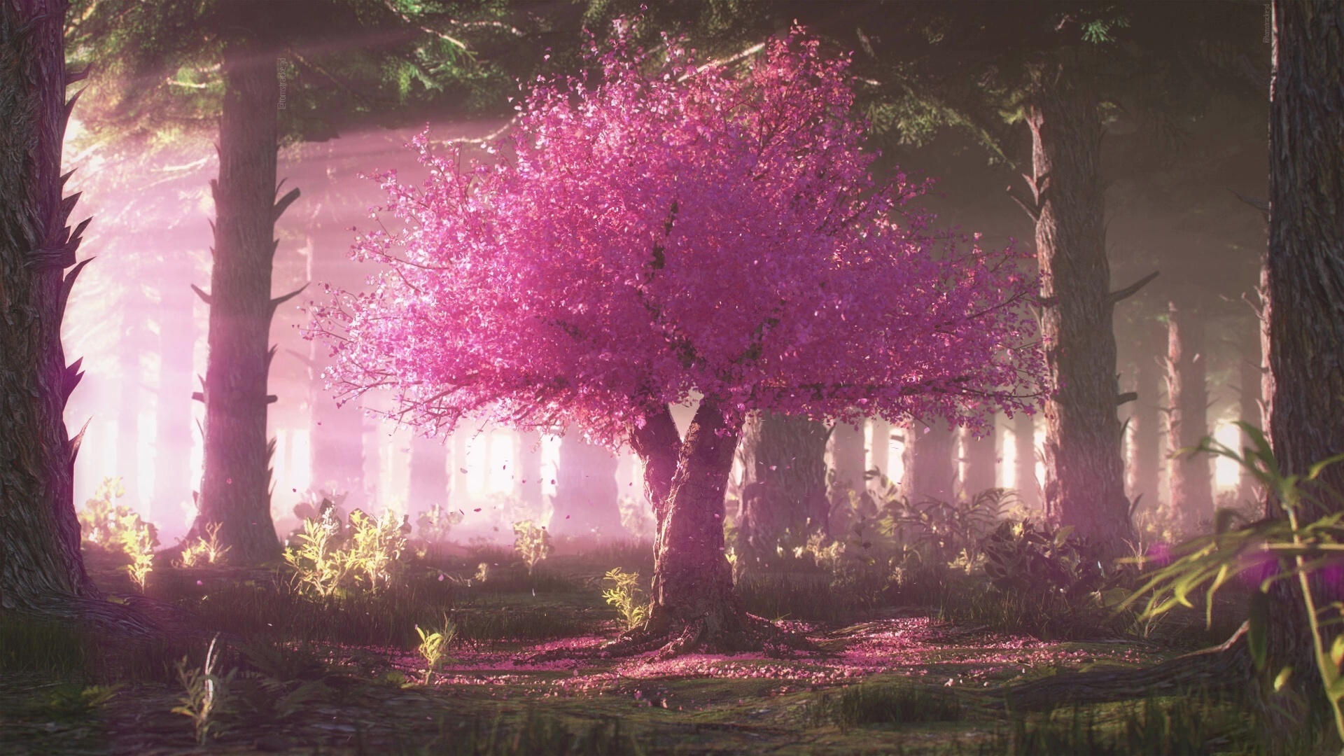 Blooming sakura tree, Misty pine forest clearing, Fallen pink blossom petals, Full HD Desktop wallpaper