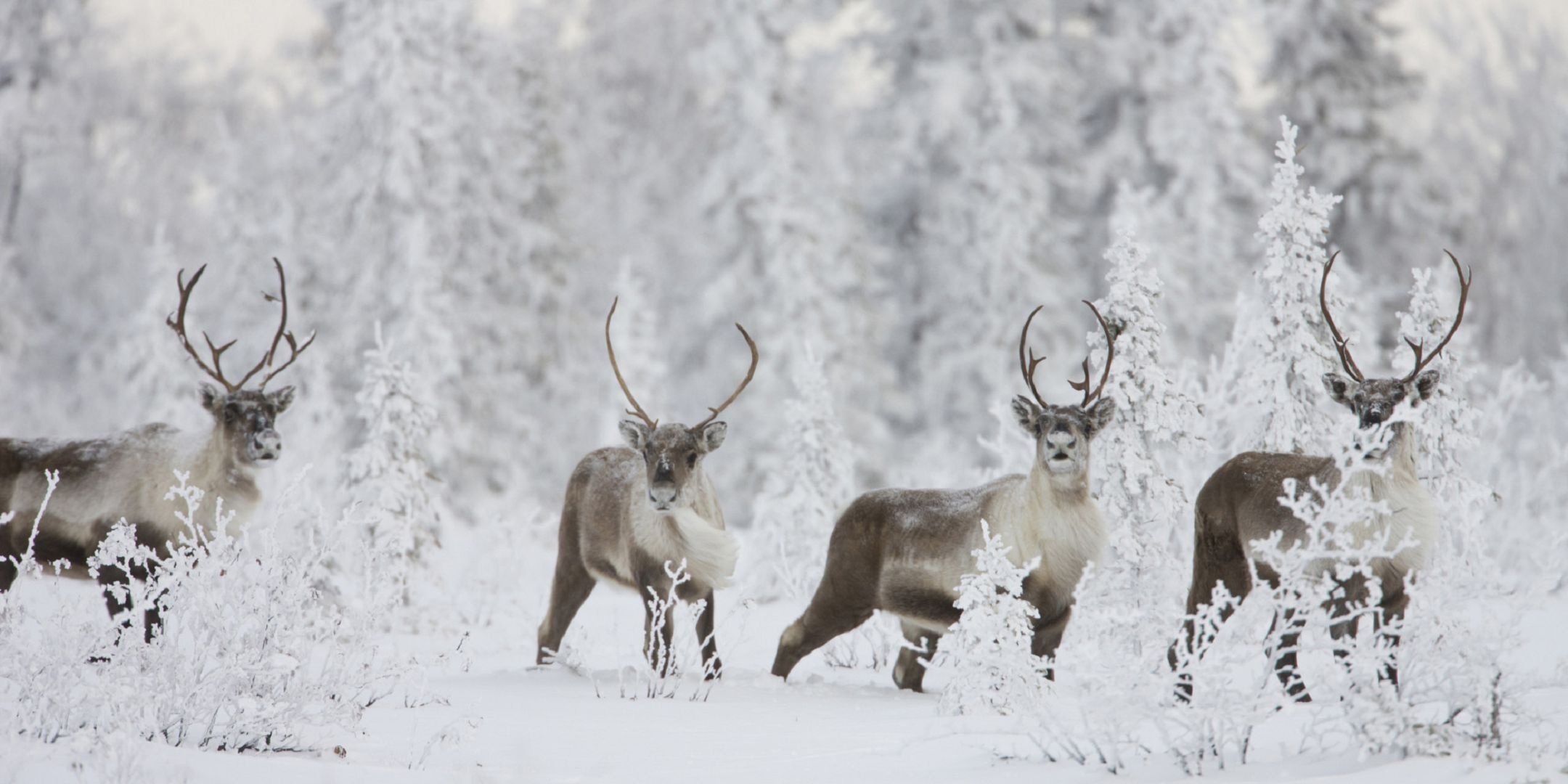 Caribou, HD background, Majestic wildlife, Natural habitat, 2160x1080 Dual Screen Desktop