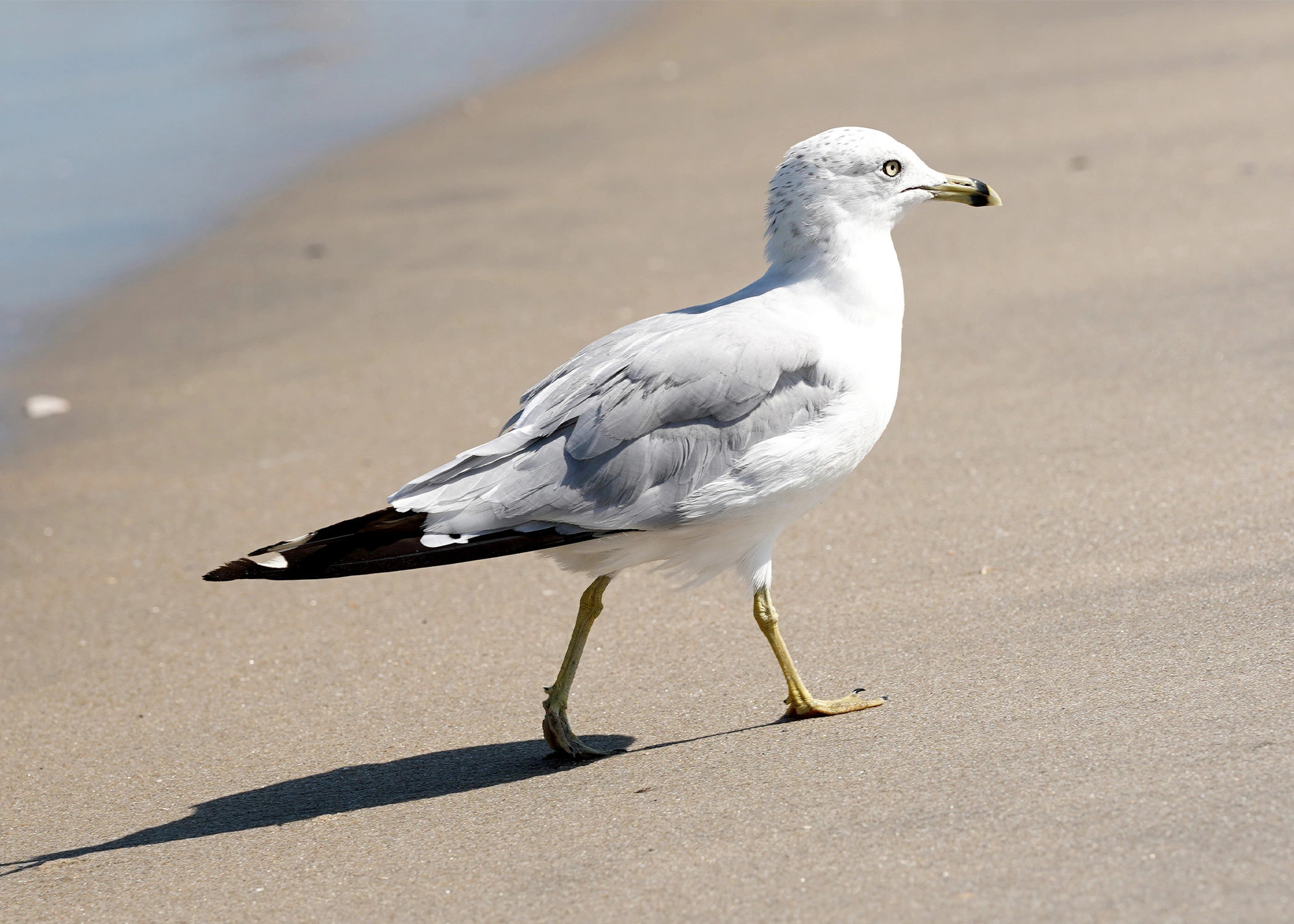 Unusual incident, Seagull encounter, Unique news, Surprising behavior, 2100x1500 HD Desktop