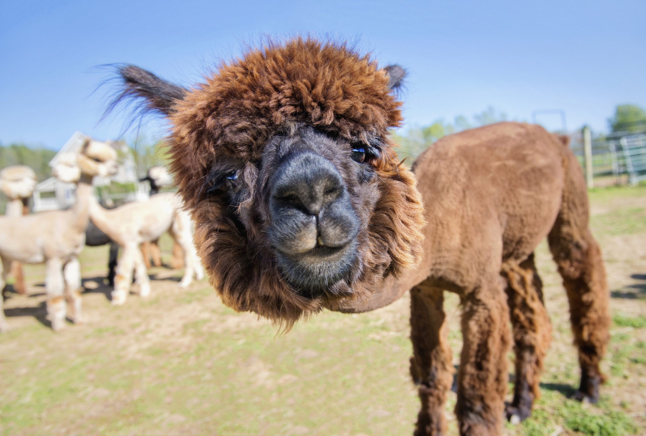 Adorable alpacas, Heartwarming photos, Irresistible charm, Smiling faces, 2560x1730 HD Desktop