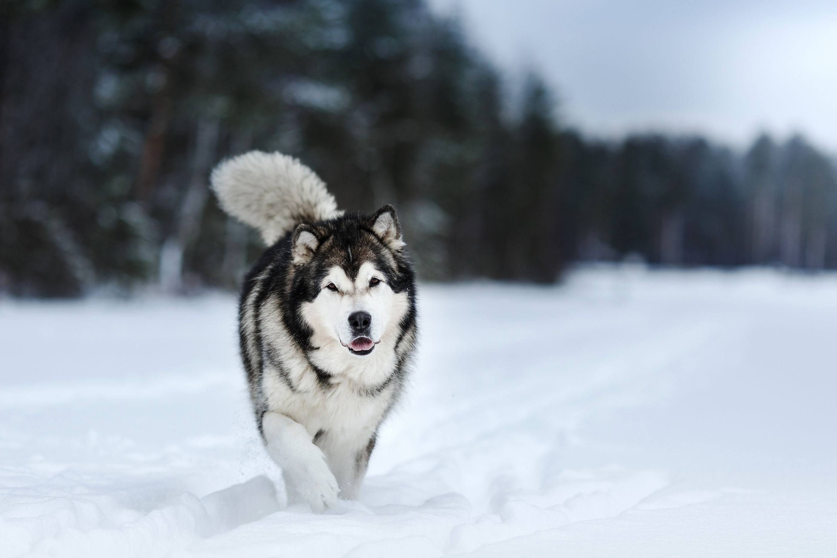 Alusky, Alaskan Malamute, Animals, Cute, 2800x1870 HD Desktop