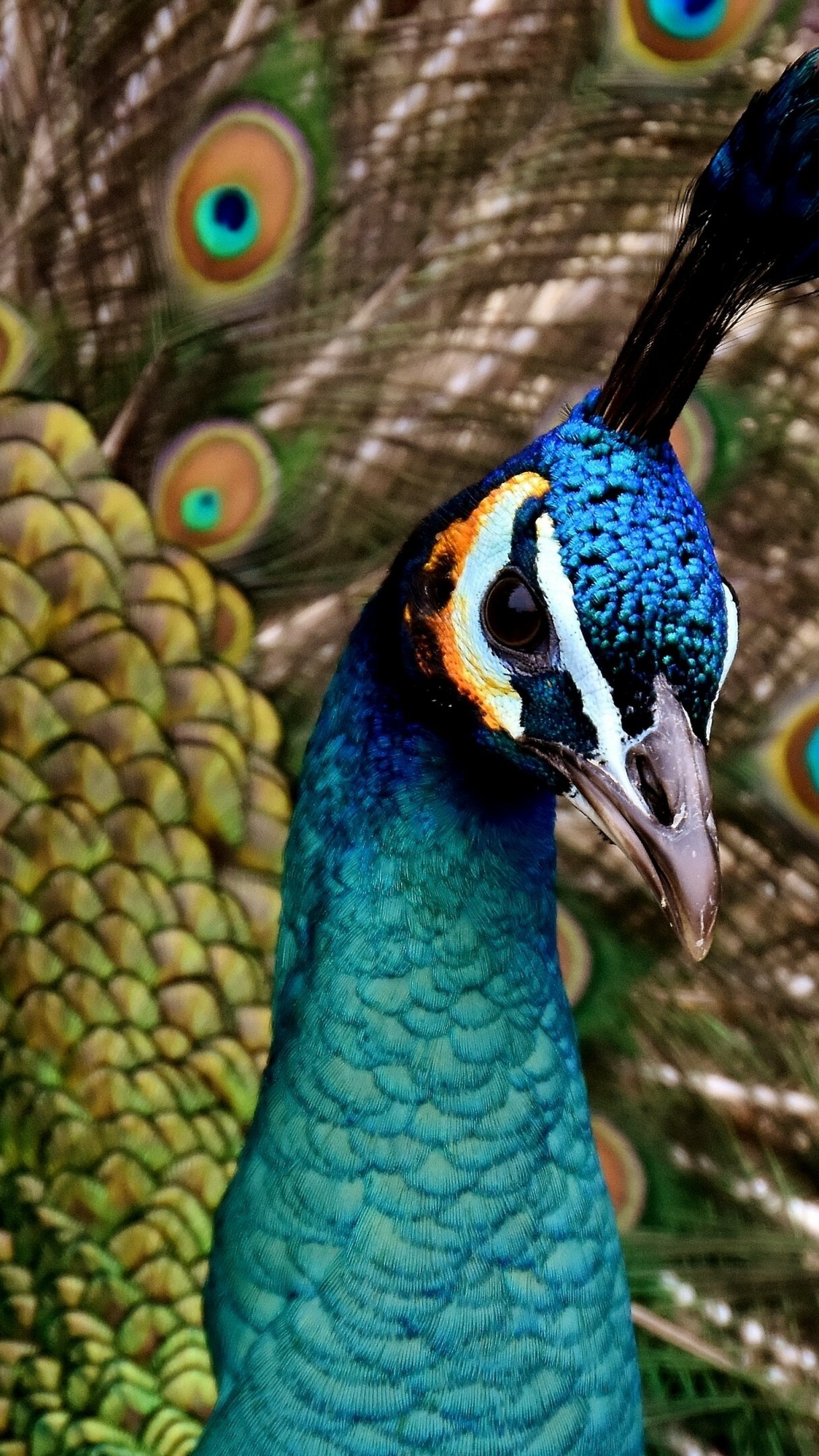 Cute peacock wallpaper, HD quality, Aesthetic backgrounds, Tech-inspired design, 1220x2160 HD Phone