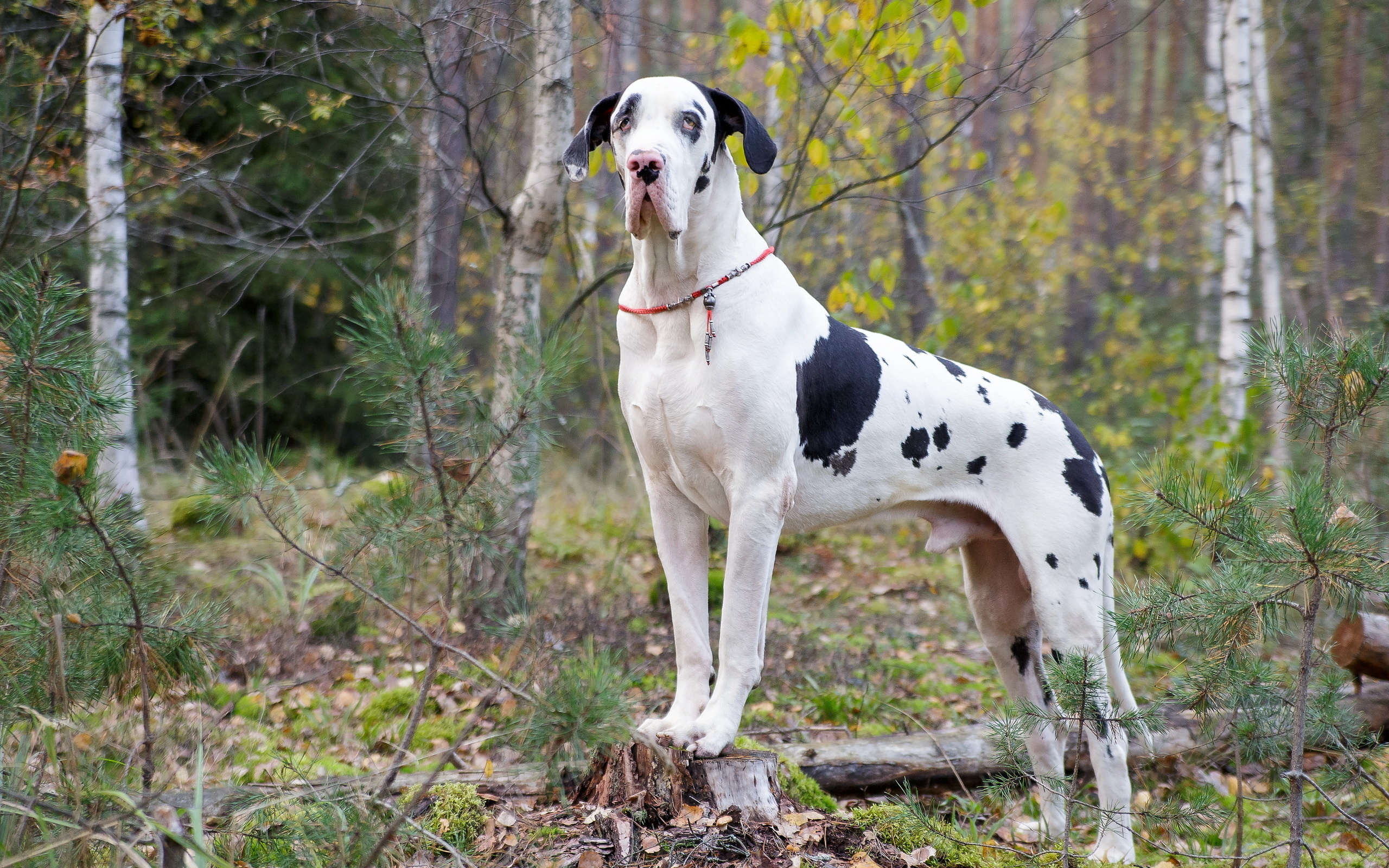 Great Dane, Harlequin coat, Forest setting, Beautiful animals, 2560x1600 HD Desktop