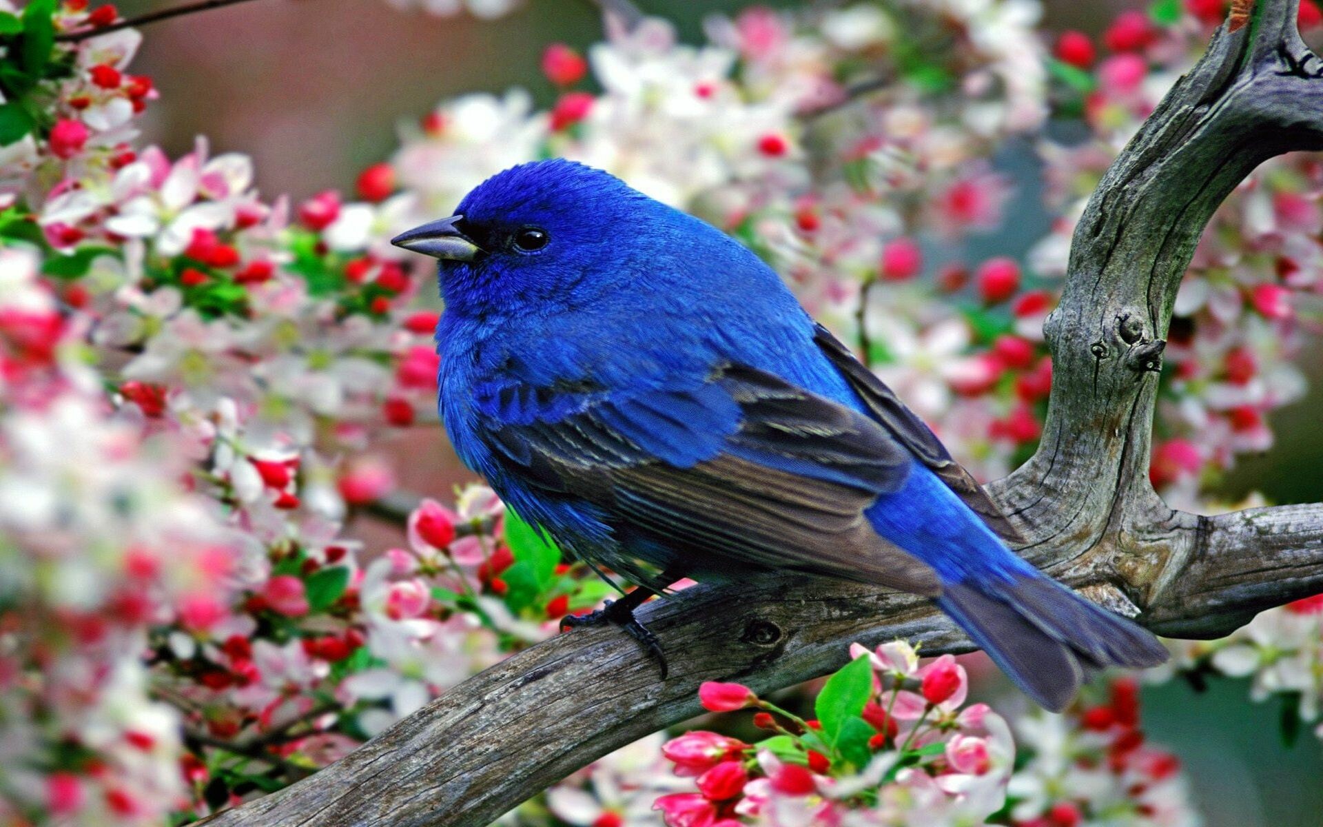 Indigo bunting, Birds Wallpaper, 1920x1200 HD Desktop