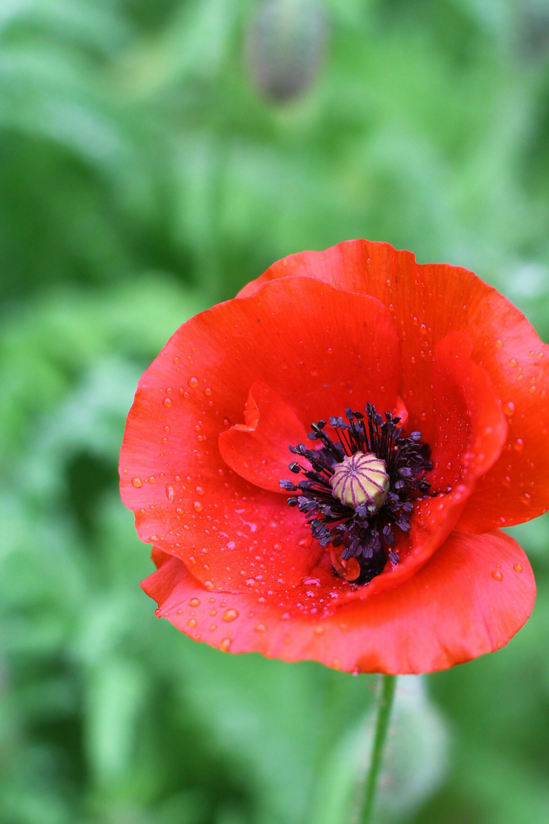 Raindrops, Poppy Flowers Wallpaper, 1920x2880 HD Phone