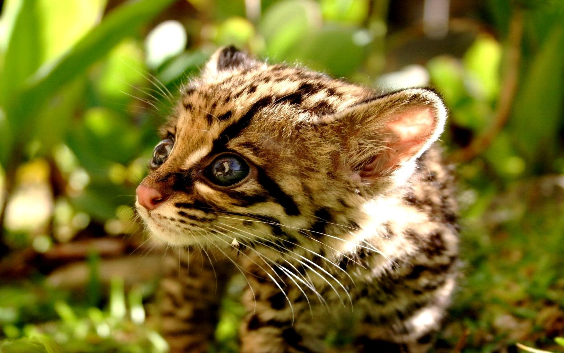 Ocelot wallpaper, Graceful wildcat, Striking poses, Mysterious aura, 1920x1200 HD Desktop