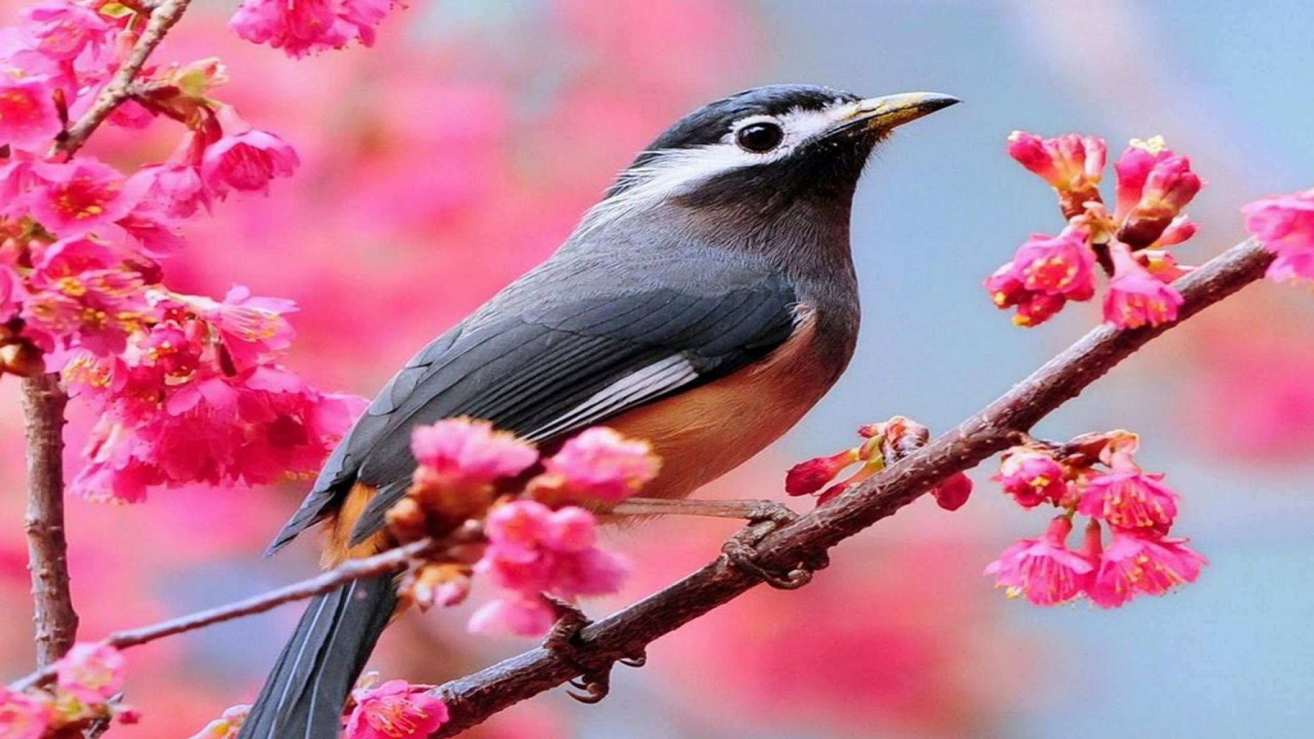 White-eared sibia, Birds Wallpaper, 2560x1440 HD Desktop