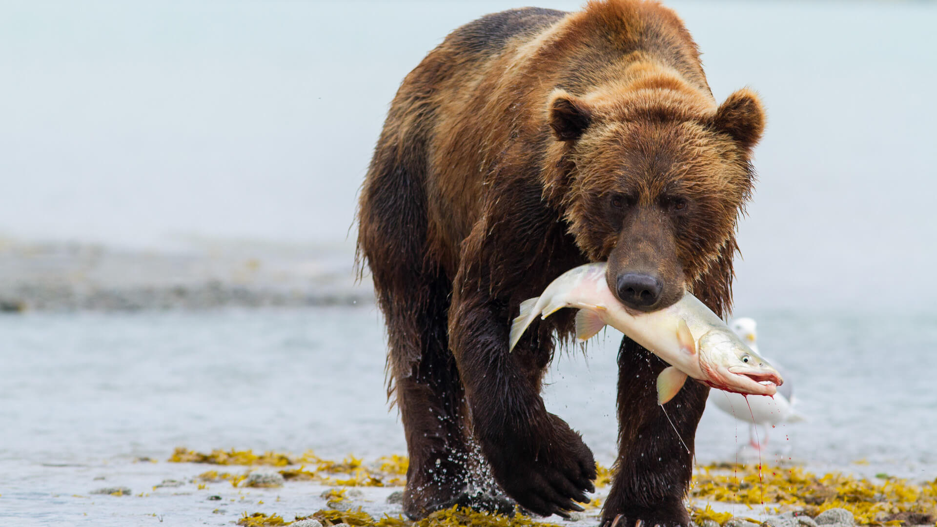 Grizzly Bear, Safari adventure, Bear watching, Natural world exploration, 1920x1080 Full HD Desktop