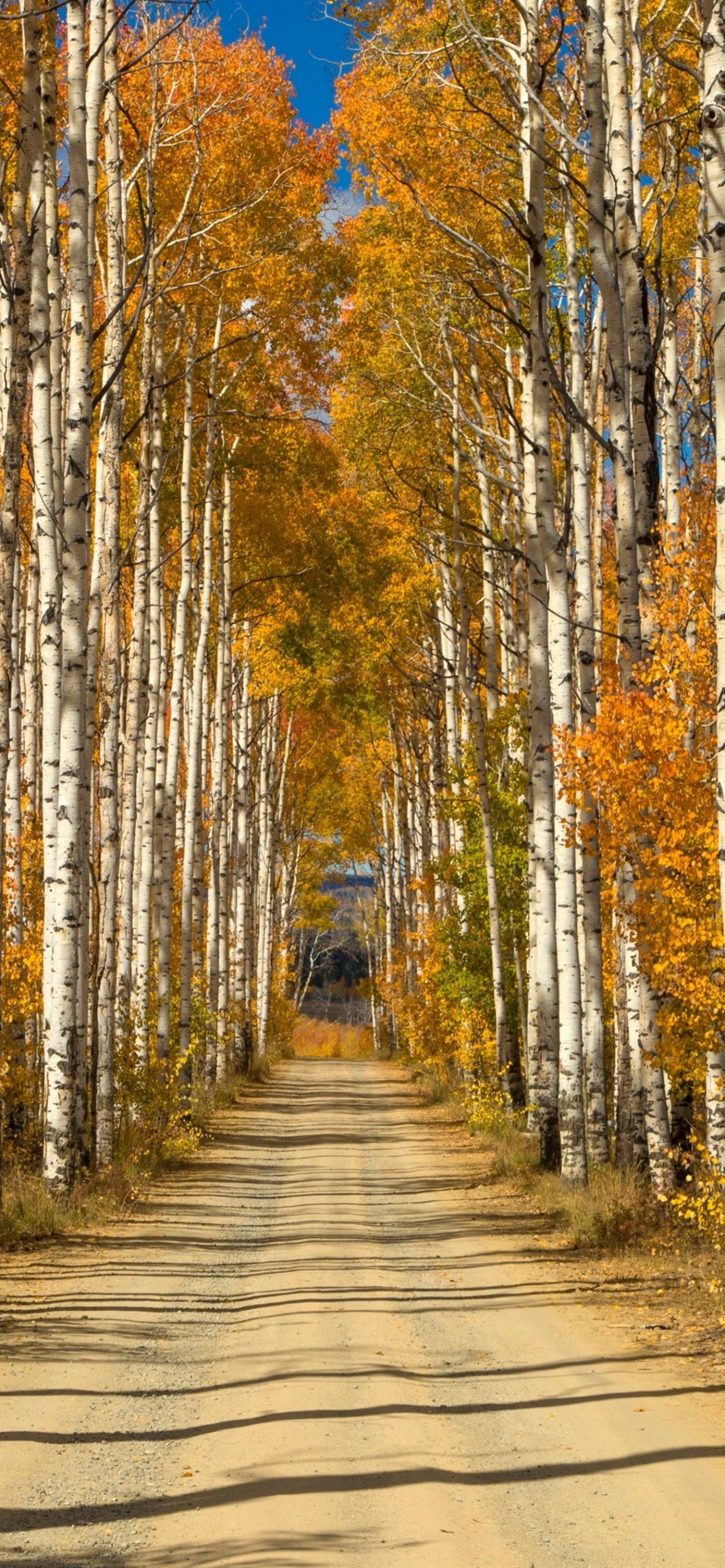 Birch tree wallpaper, Free HD wallpapers, Birch tree, Awesome, 1190x2560 HD Phone