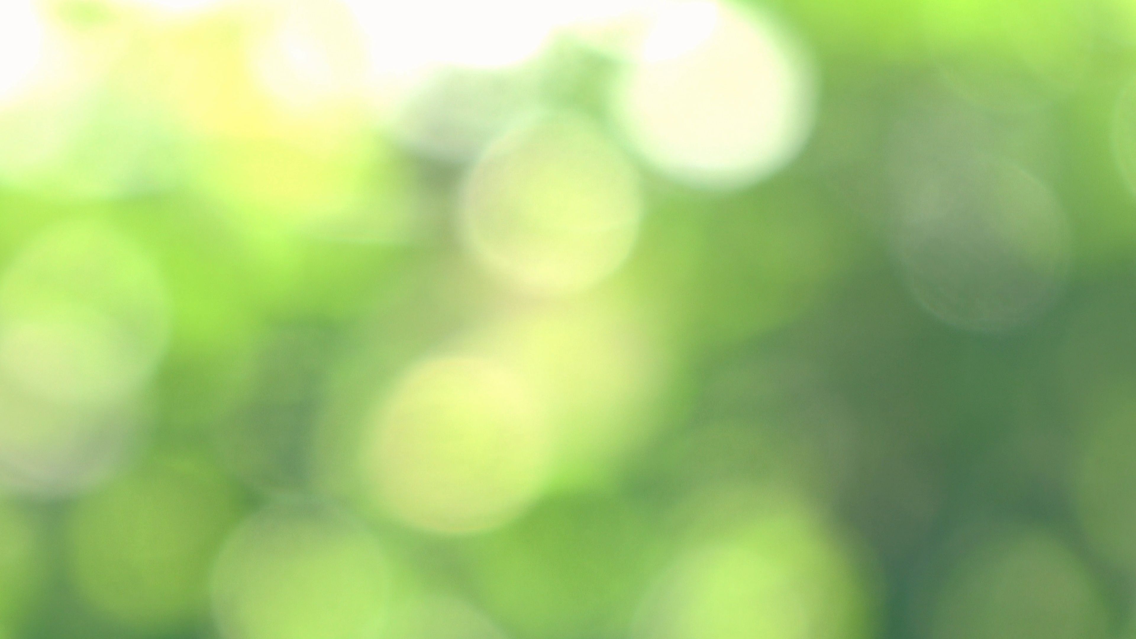 circular sunlight bokeh, defocused green foliage, soft lime green glow, 4K Desktop wallpaper