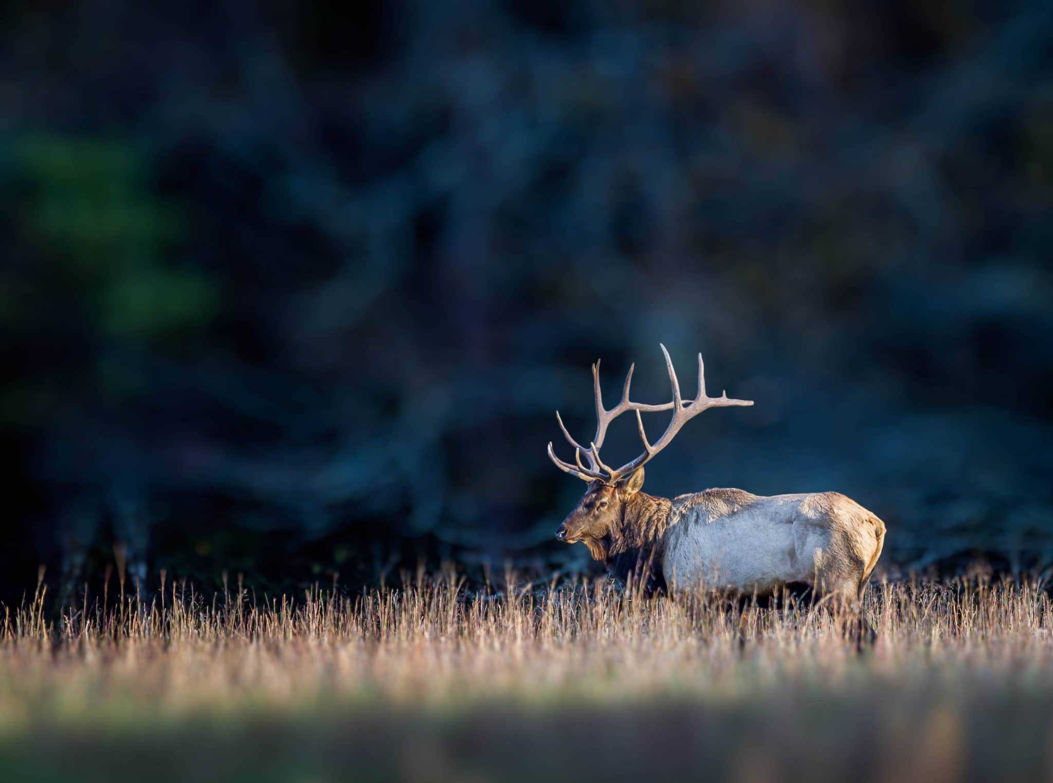 Elk, Great Smoky Mountains National Park Wallpaper, 2050x1530 HD Desktop