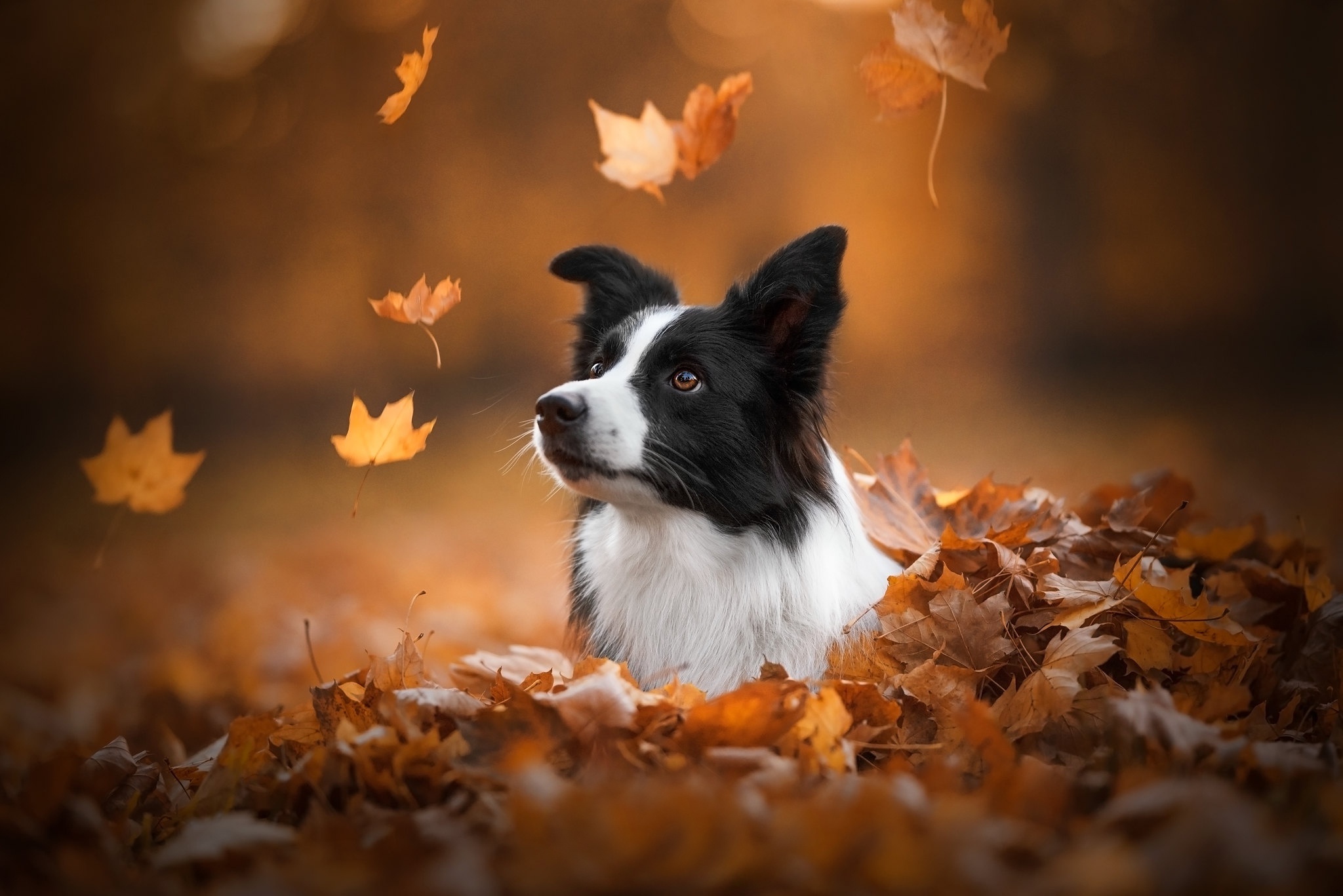 Border Collie wallpaper, Stunning visuals, HD resolution, Dog lover's dream, 2050x1370 HD Desktop