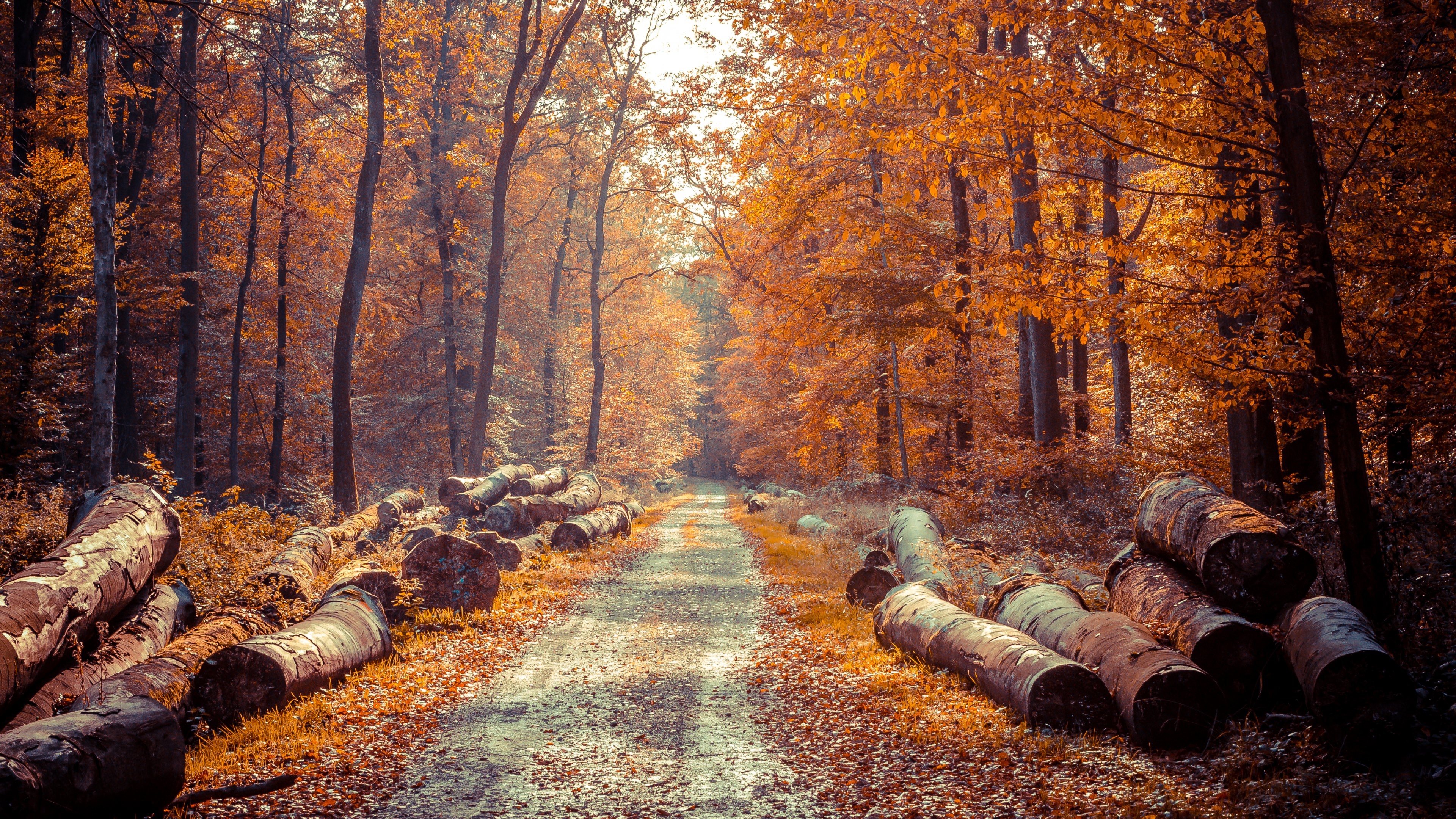 Forest path, Fall Wallpaper, 3840x2160 4K Desktop